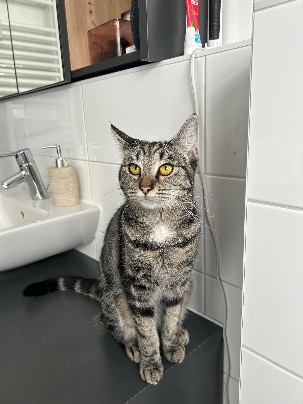 Akira  - Gewerbstraße, Mannheim