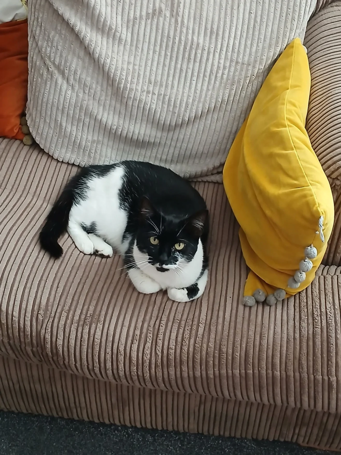 Whiskers - Deanshill Close, Stafford