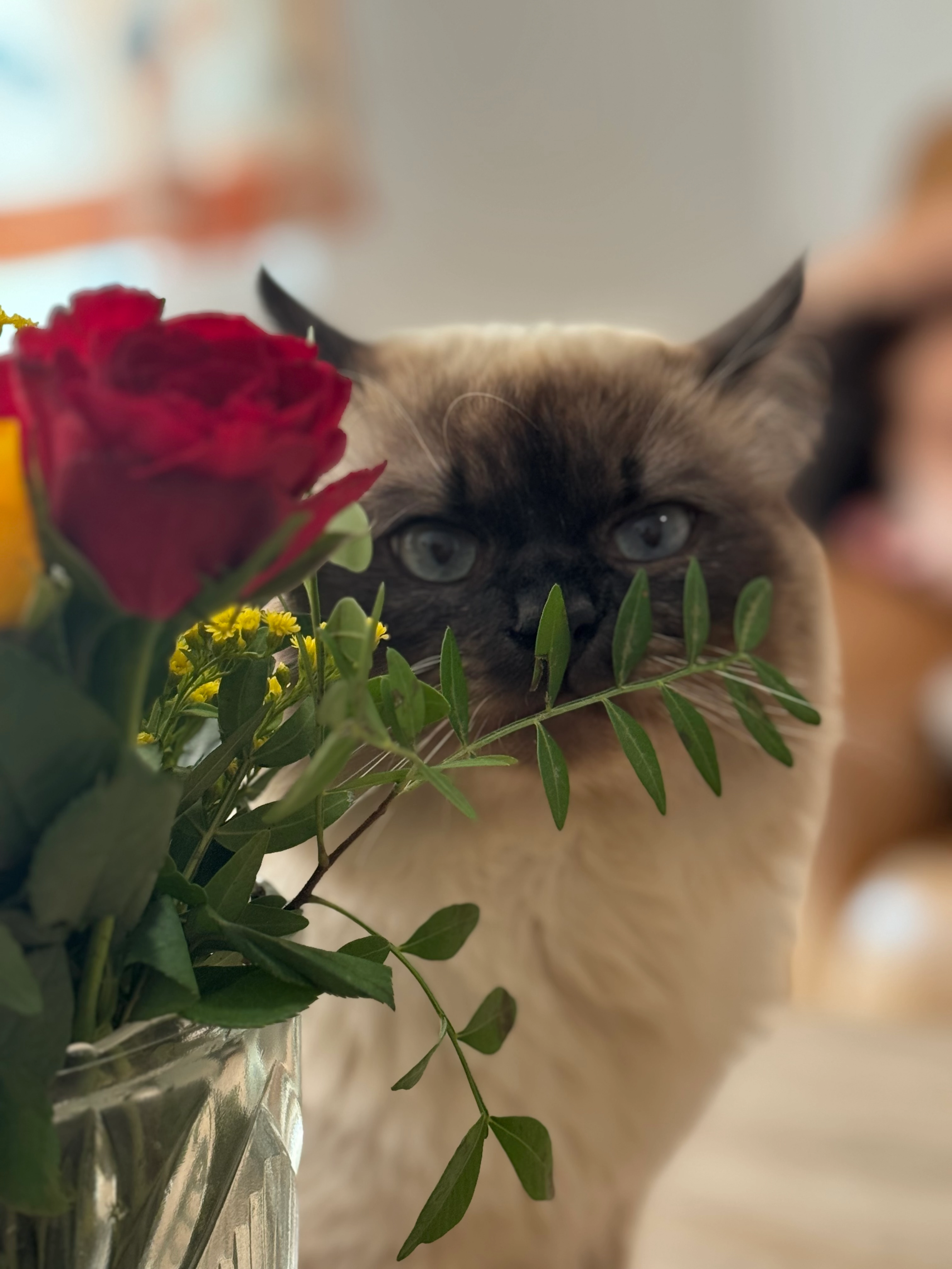 Roky - Nikopoler Straße, Zeithain