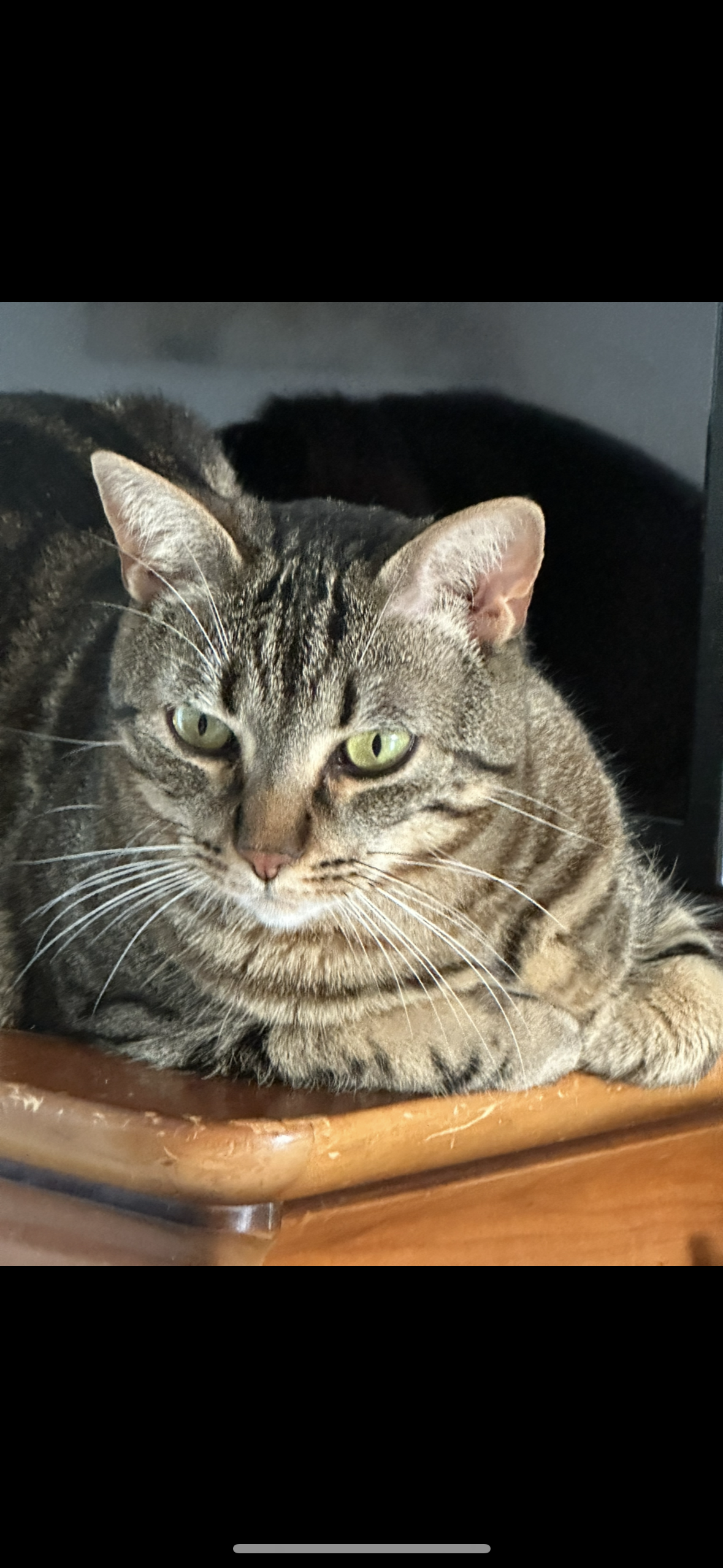 Tamia  - Rue de Vittel, Cholet