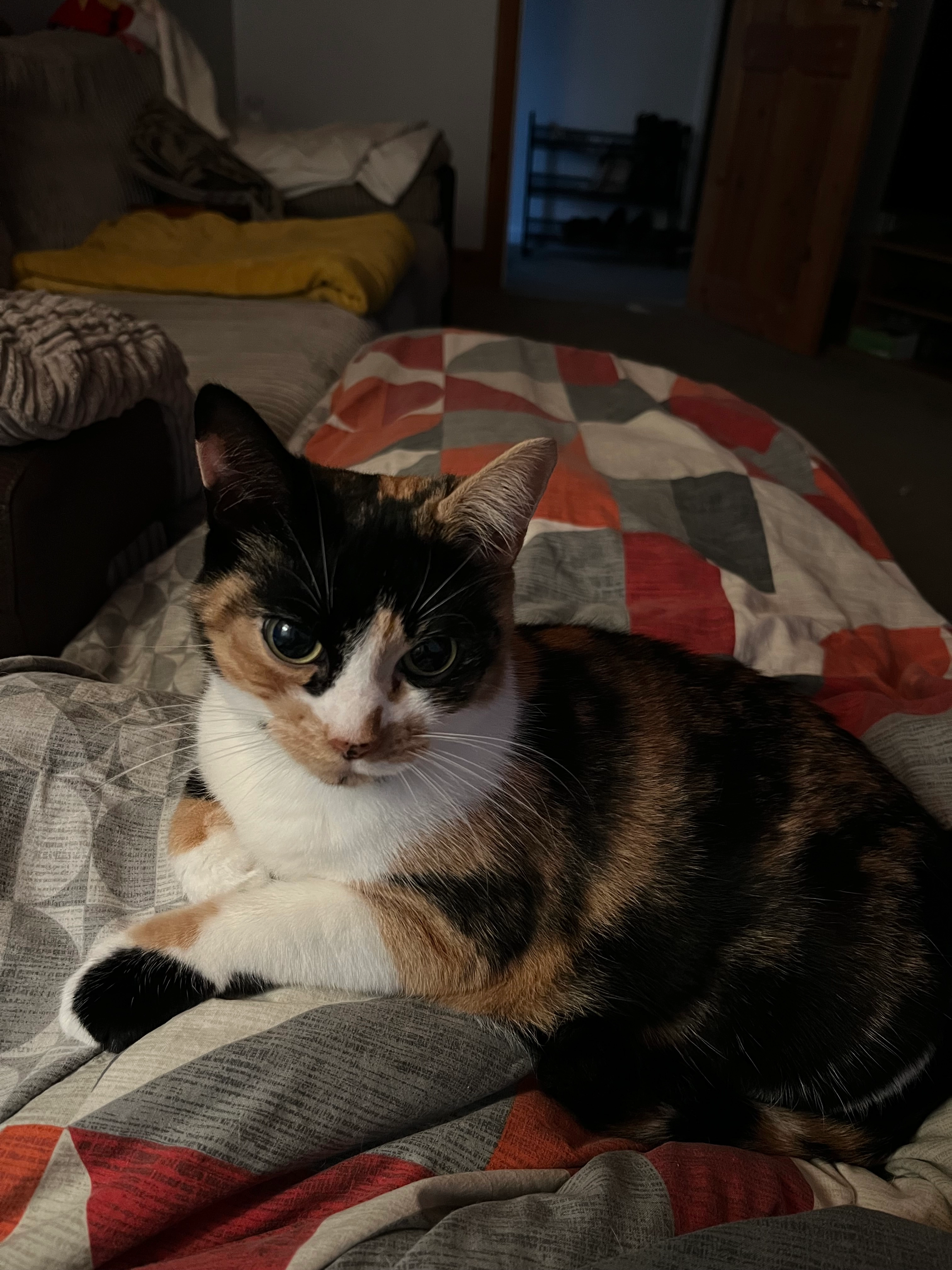 Willow - Cedar Avenue, Lincoln