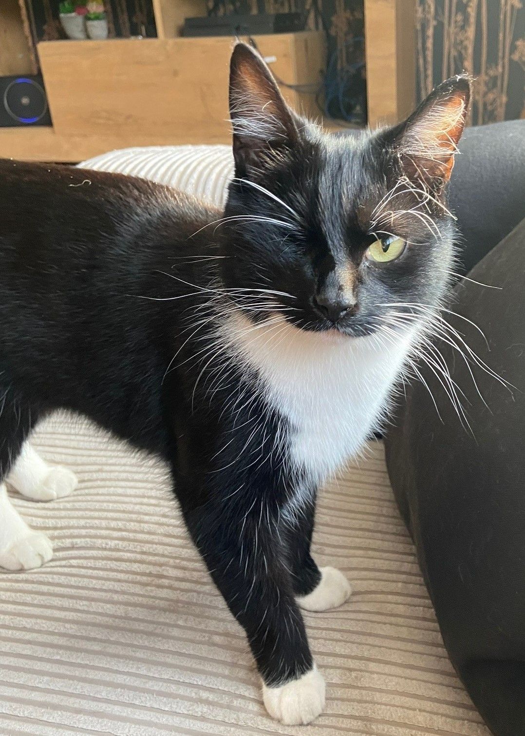 woody - Capesthorne Road, Crewe