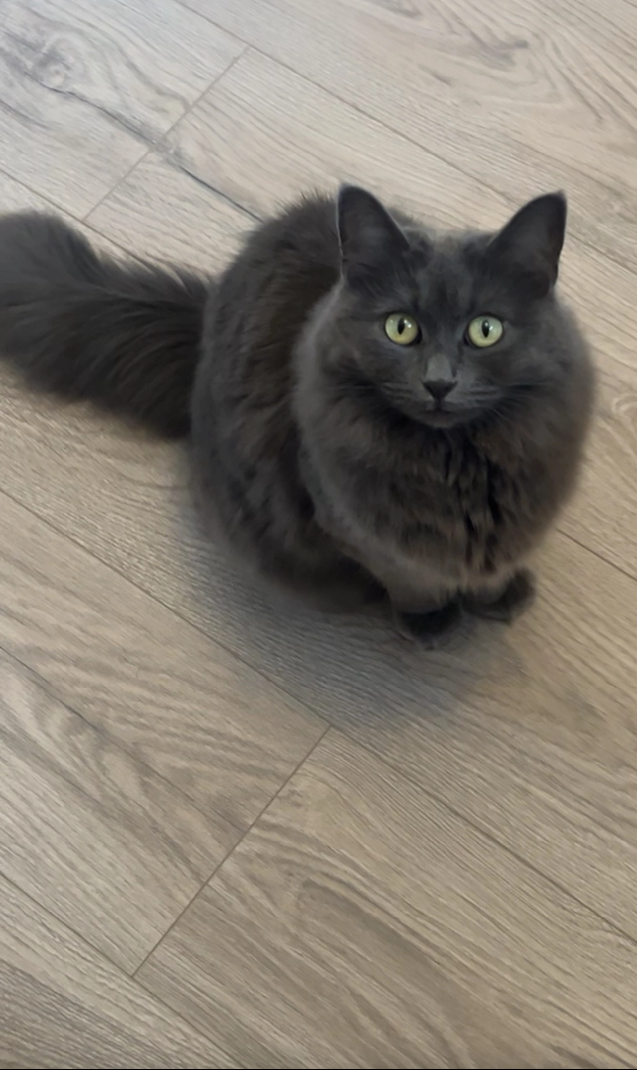 Mia - Blackburn Close, Bedford