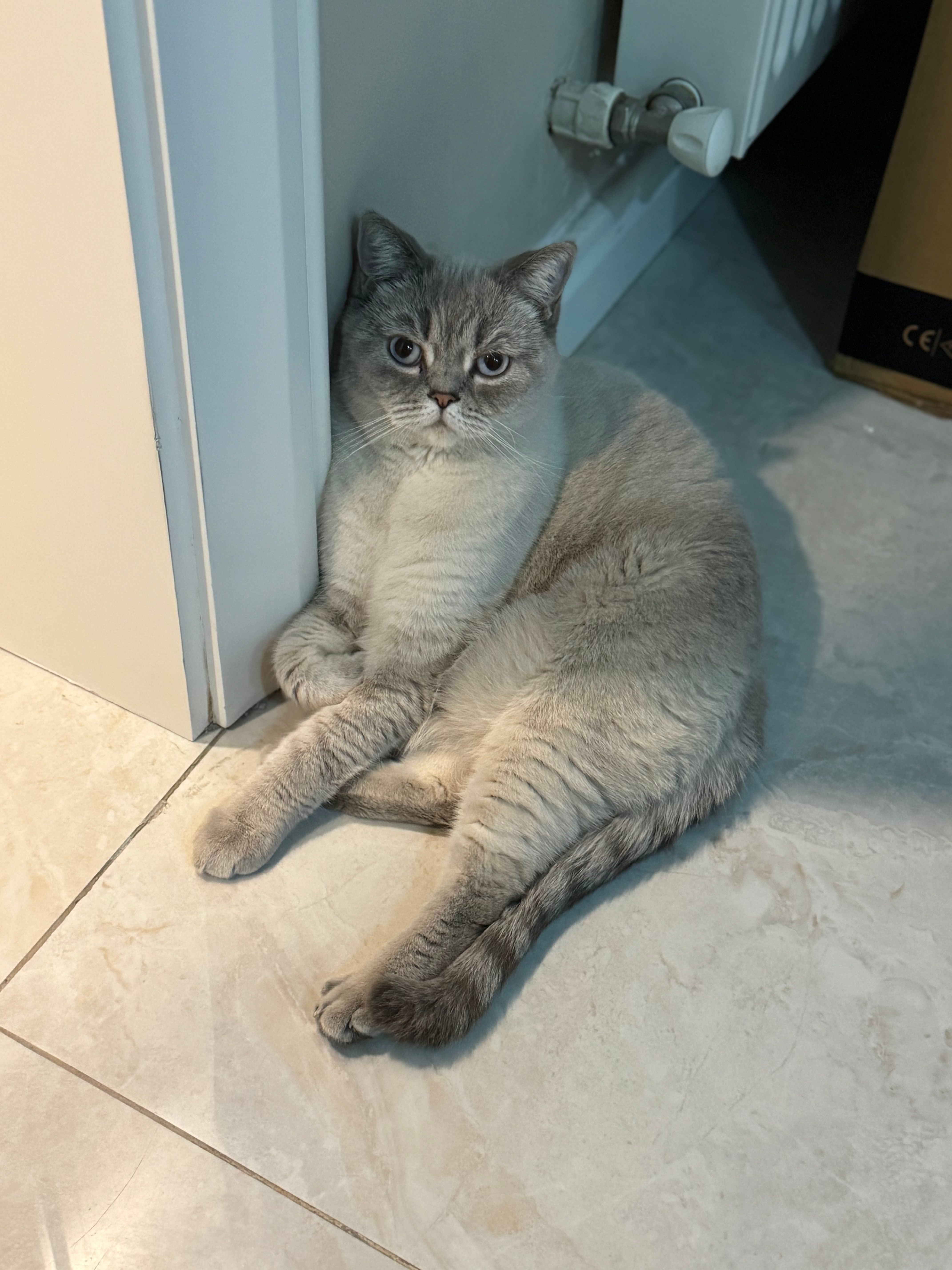 Gigi - Tarık Dursun Sokak, Bostanlı