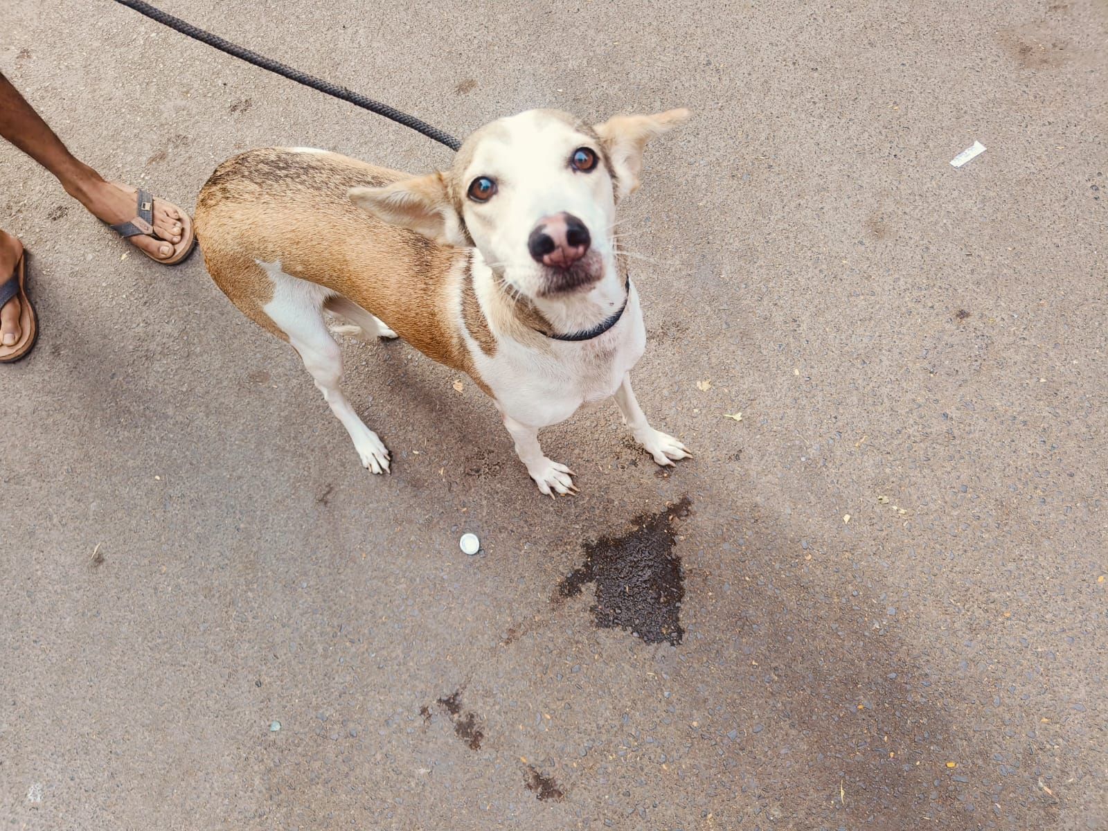 Teja - Anand Nagar, Thane