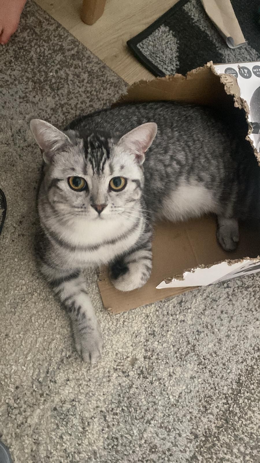 Musja  - von-Eichendorff-Straße, Gerolstein