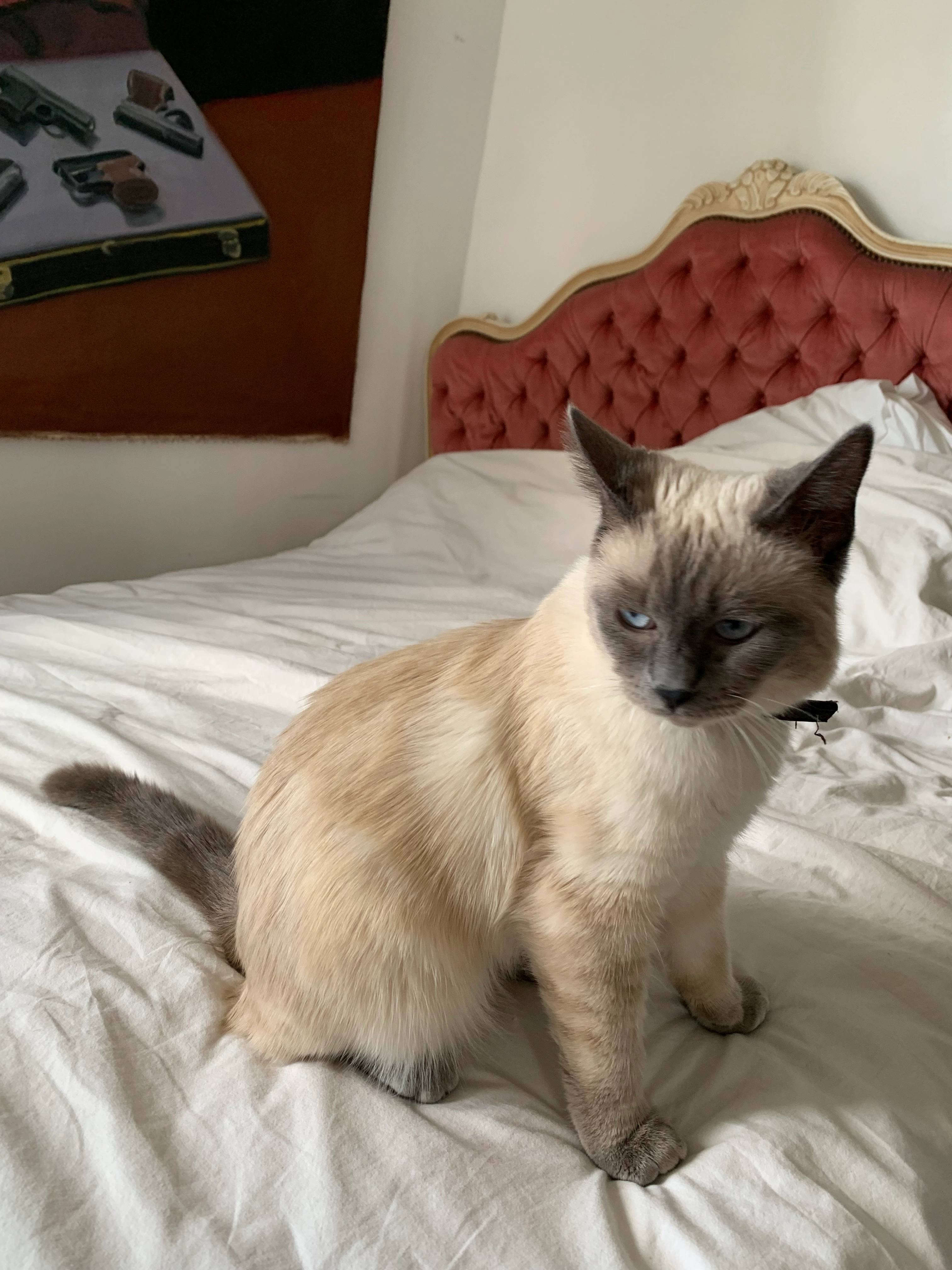 Devine  - 1 Rue des Cartiers, Marseille