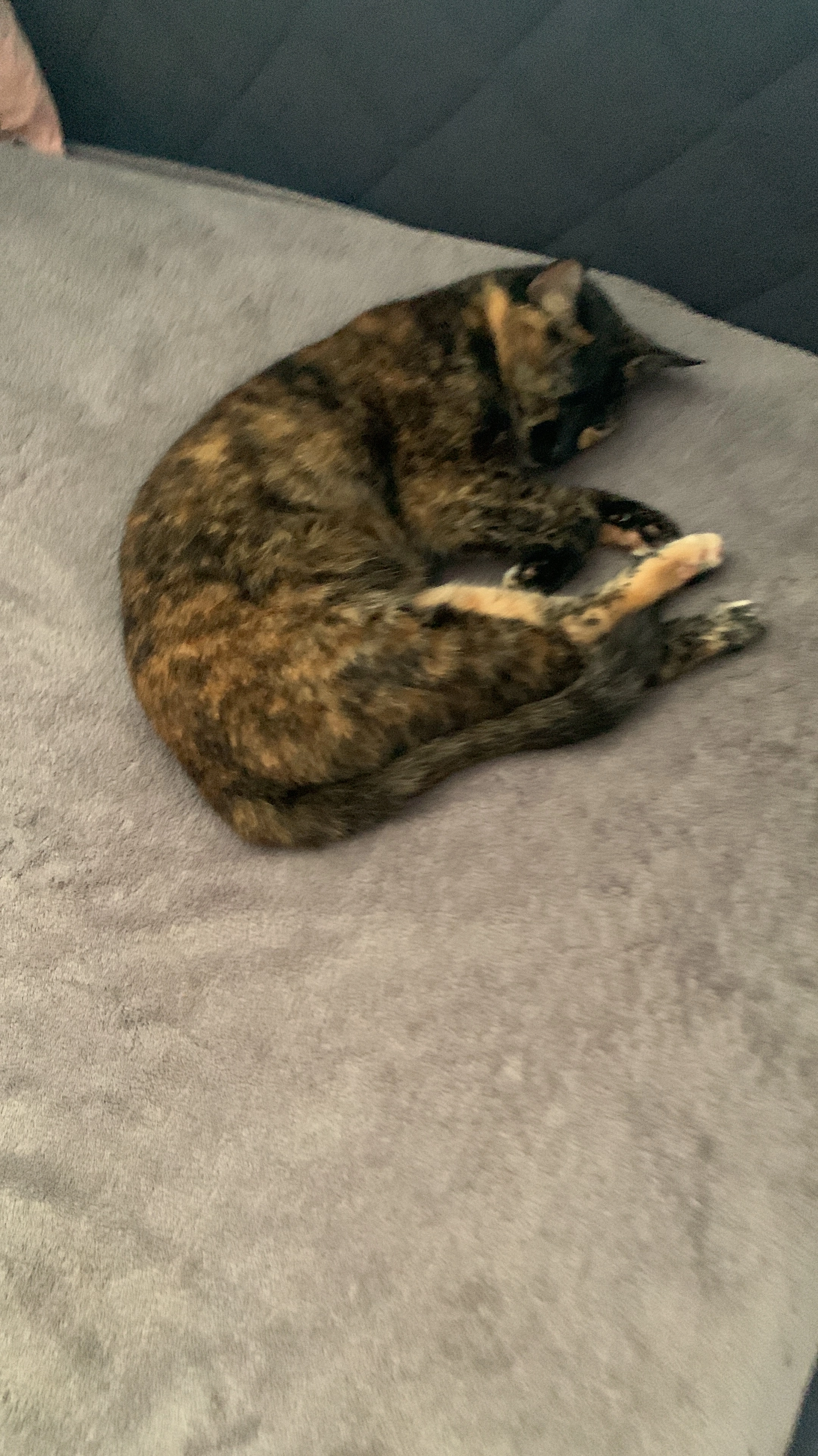 Kitty - Kerenstraße 9 , Sankt Pölten