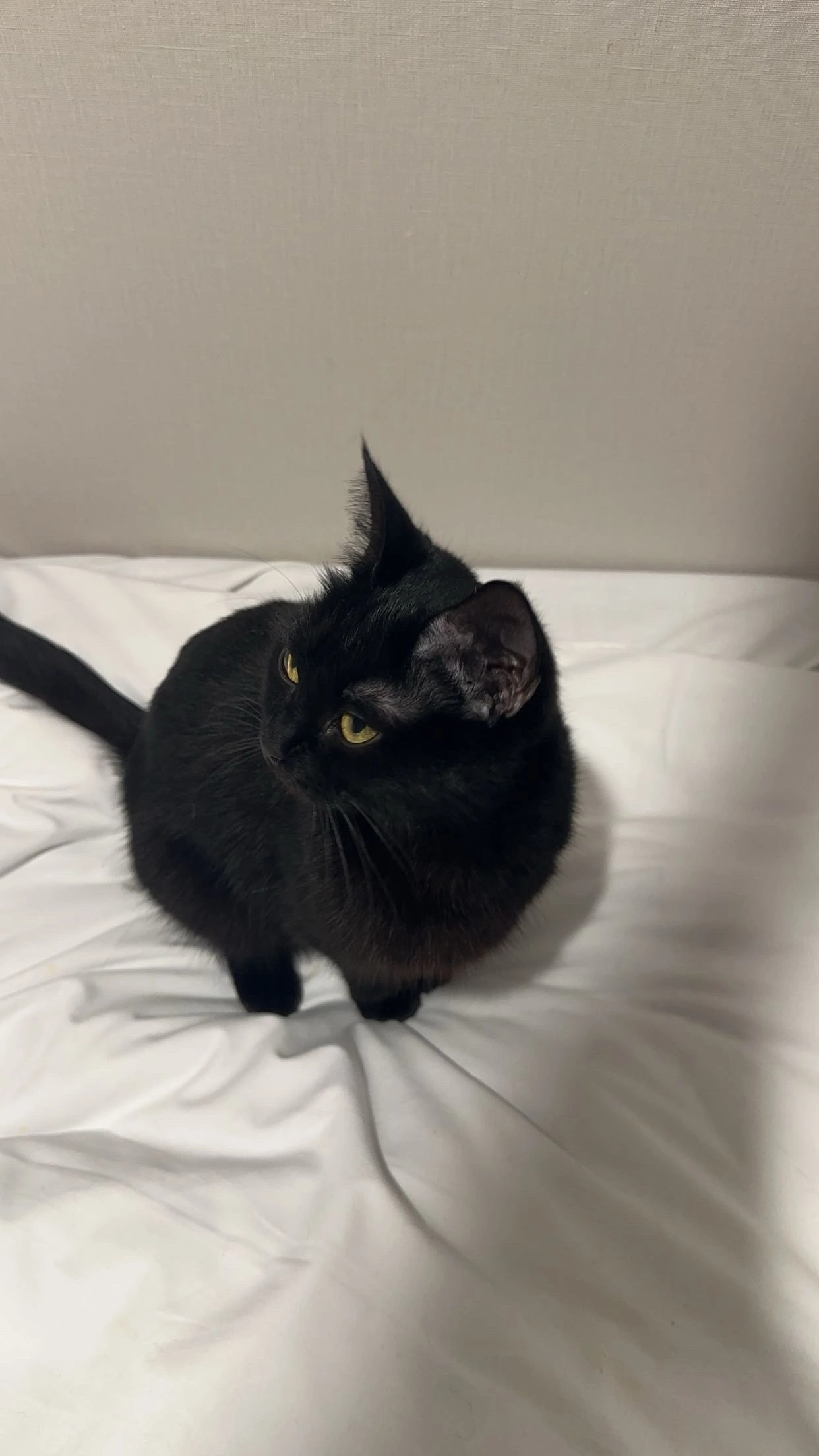 raven - Low Road, Harwich