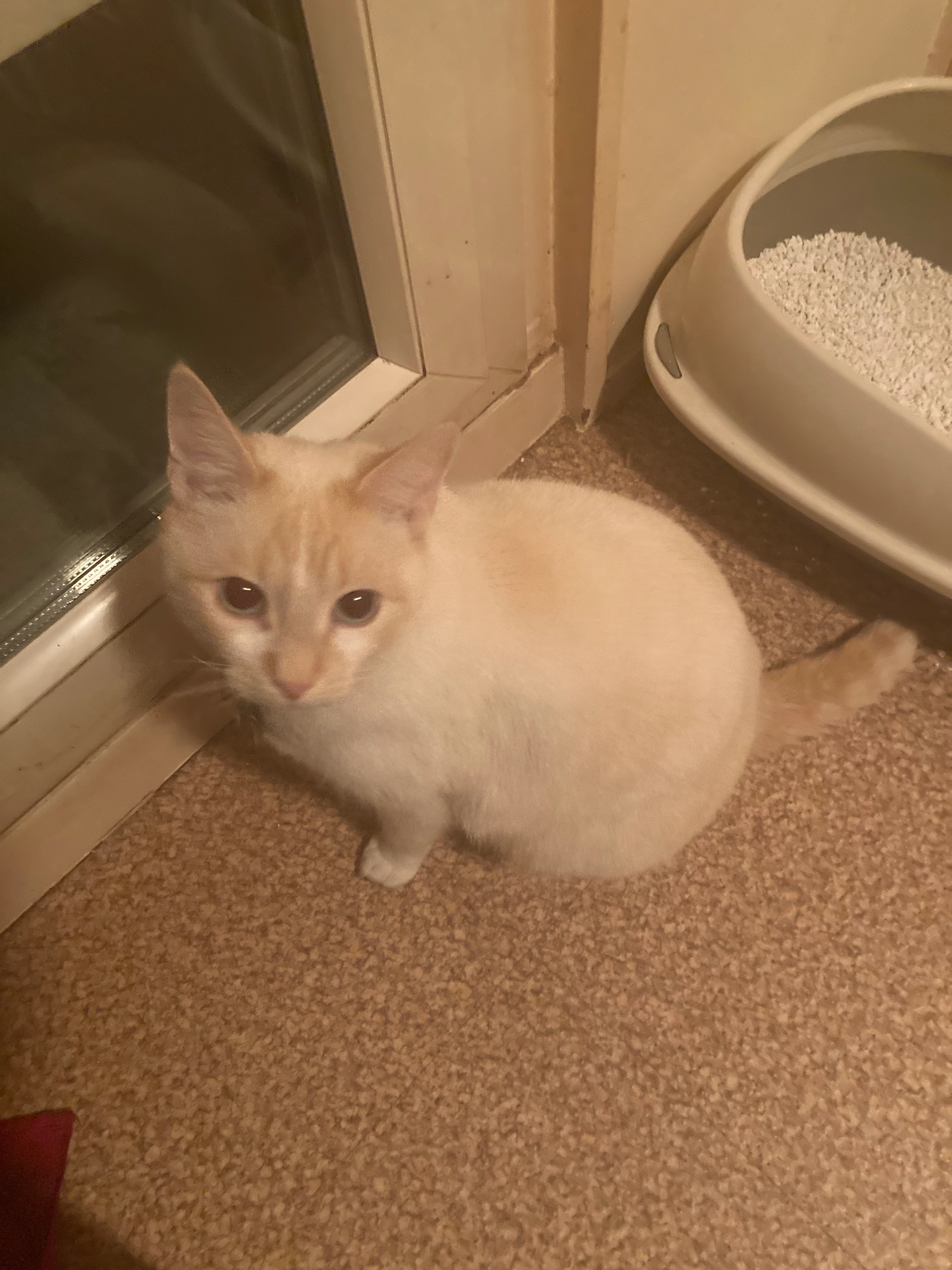 Zoé  - 520 Voie des Hauts de Claricy, Taninges