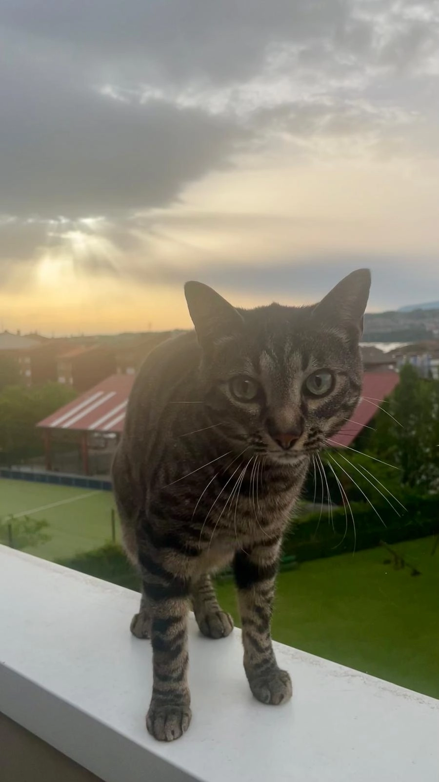 Kiwi - Avenida de Baserritar, Hondarribia