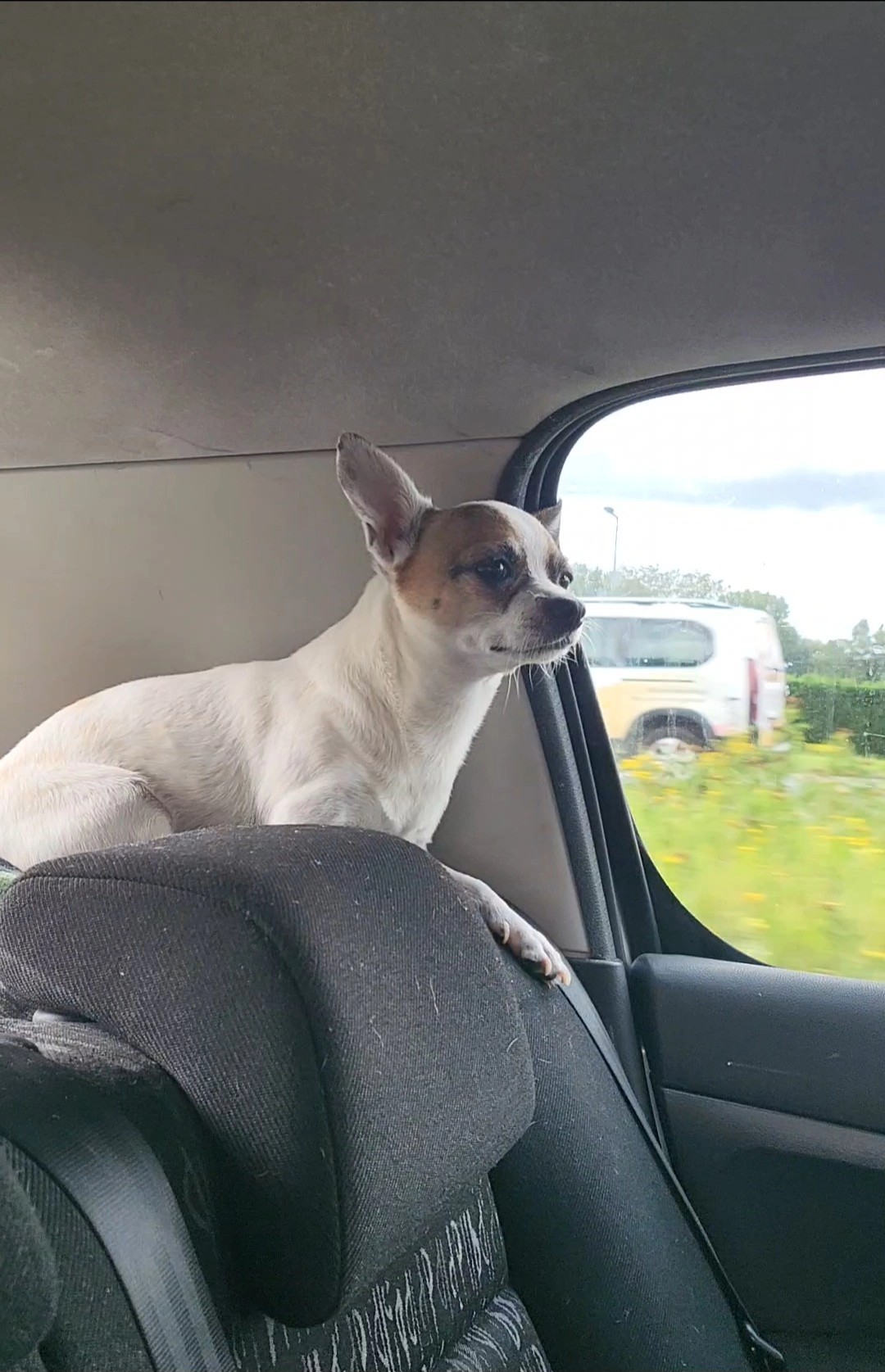 Csiko maar is is doof - Lange Hilleweg, Rotterdam