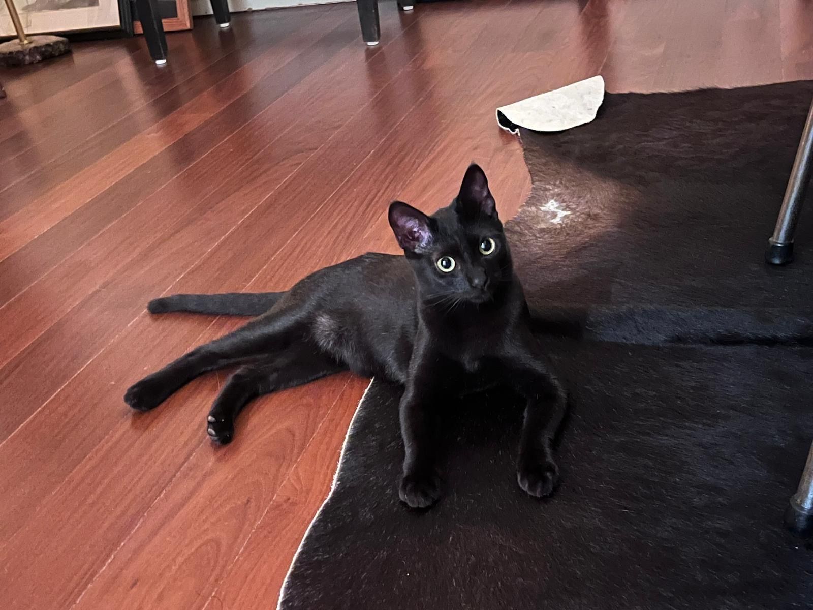 Salem  - En 267, Monchique