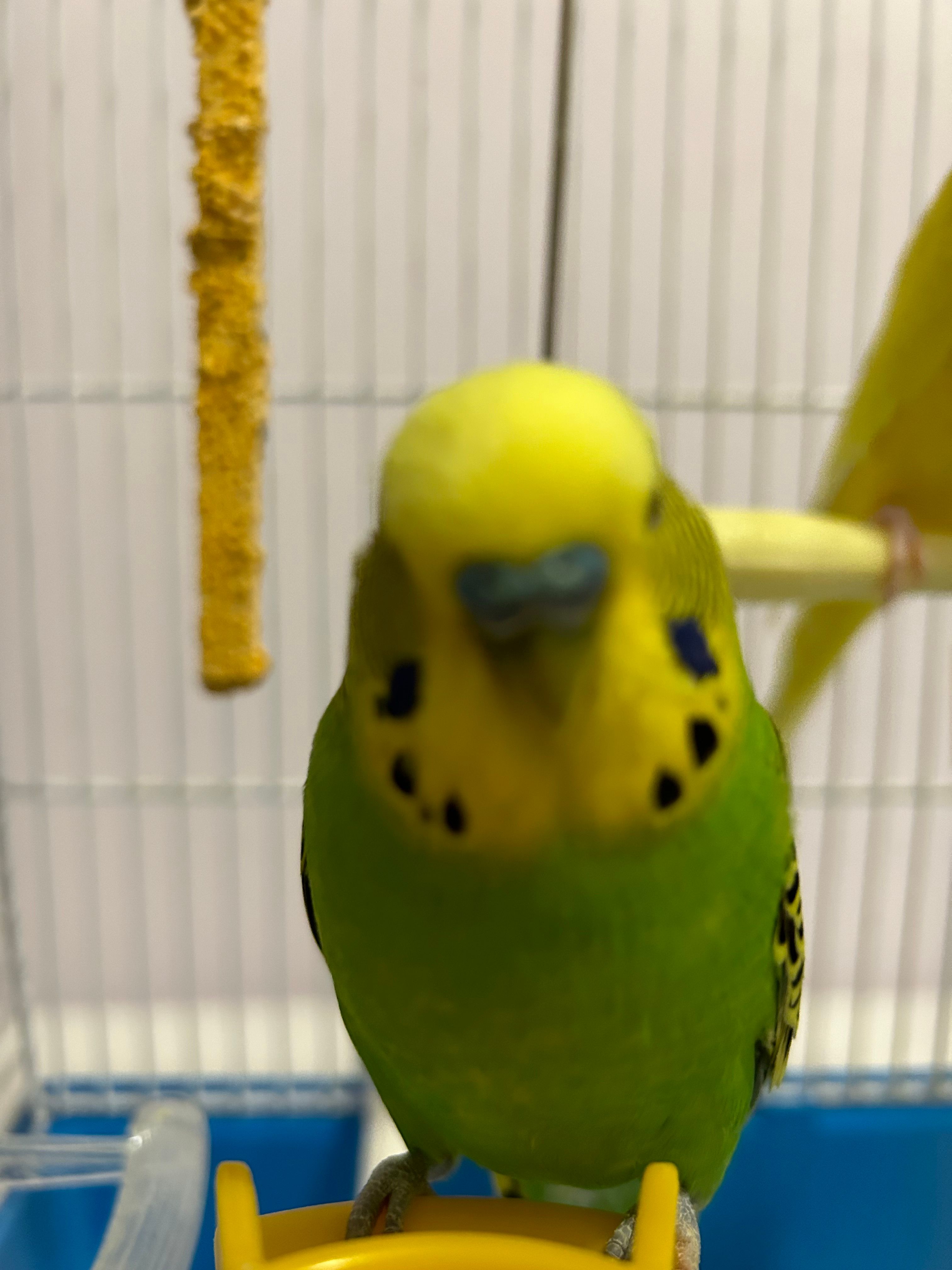 Jerry - Bij, Veraval