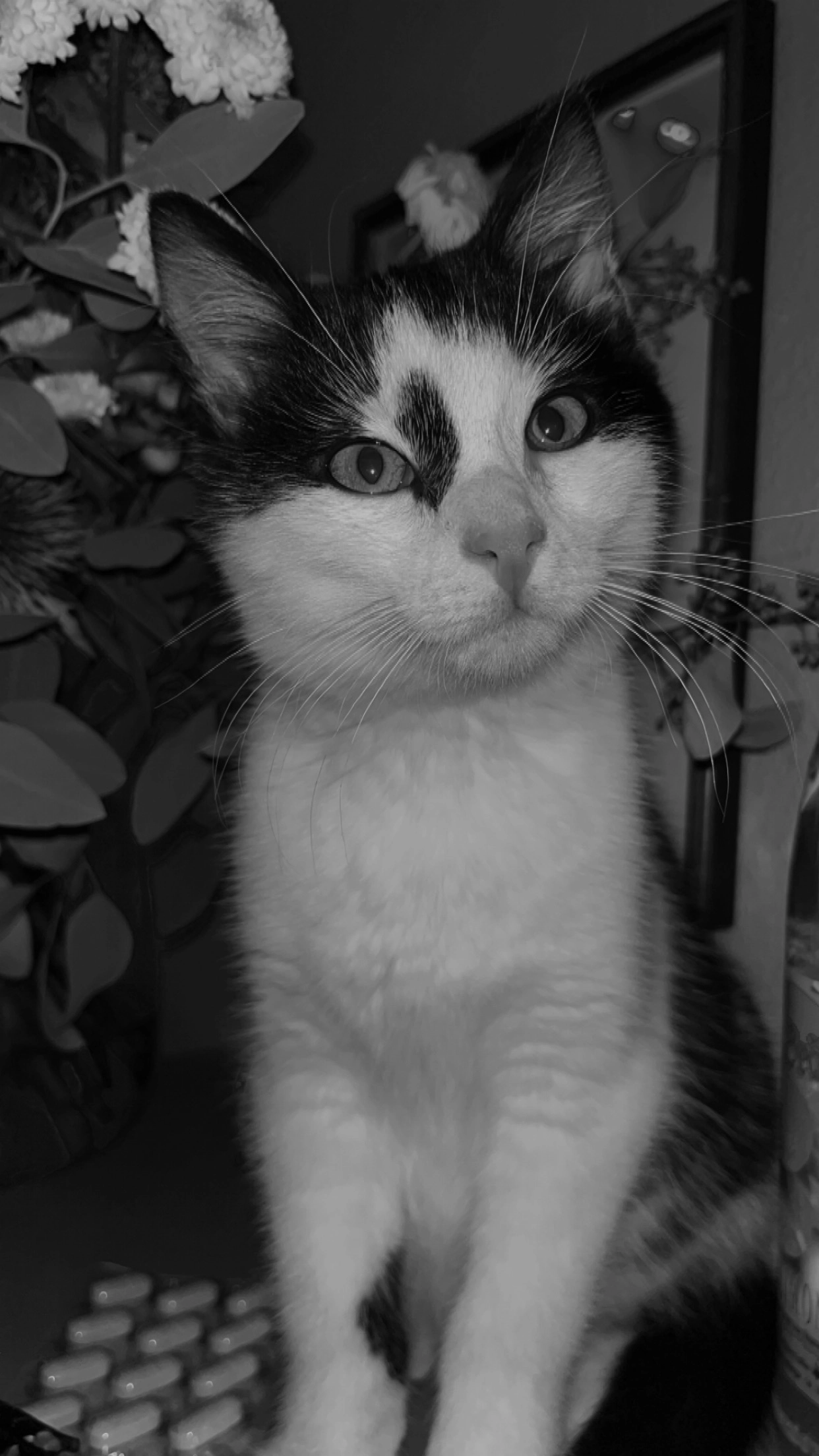 otto - Neurandsberg, Rattenberg