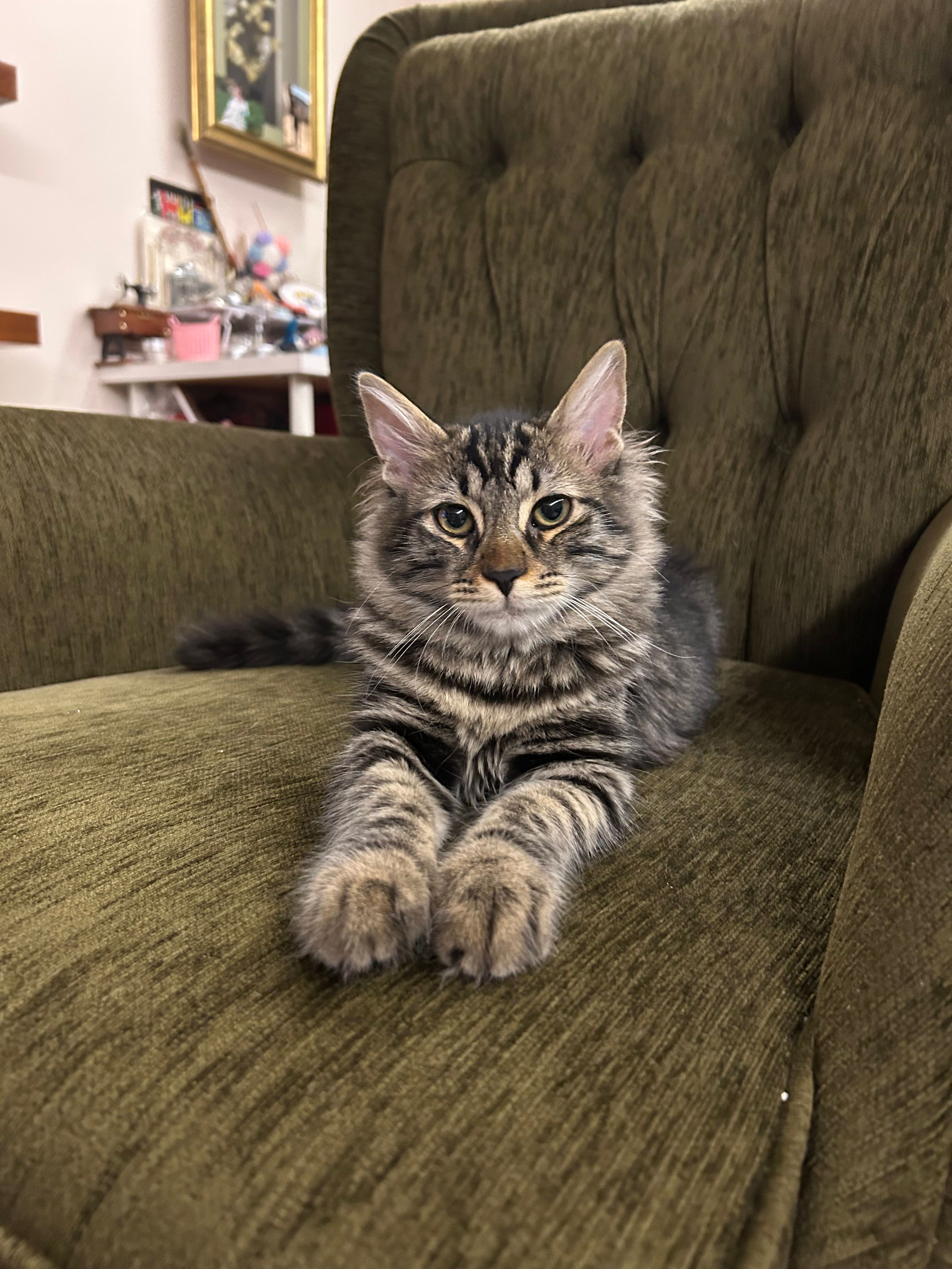 Tüylü - Rasimağa Sokak, Kuzguncuk