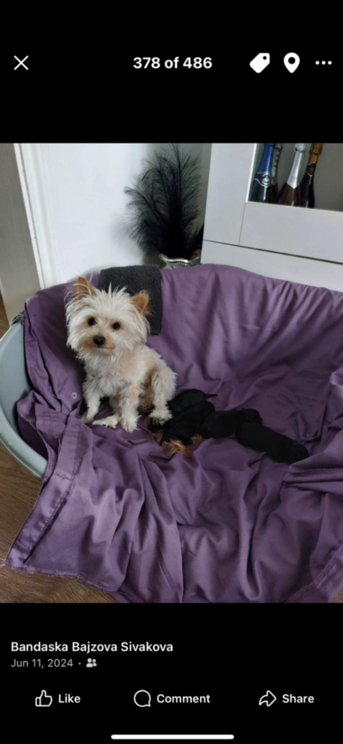 Nemo - Durants Road, Enfield