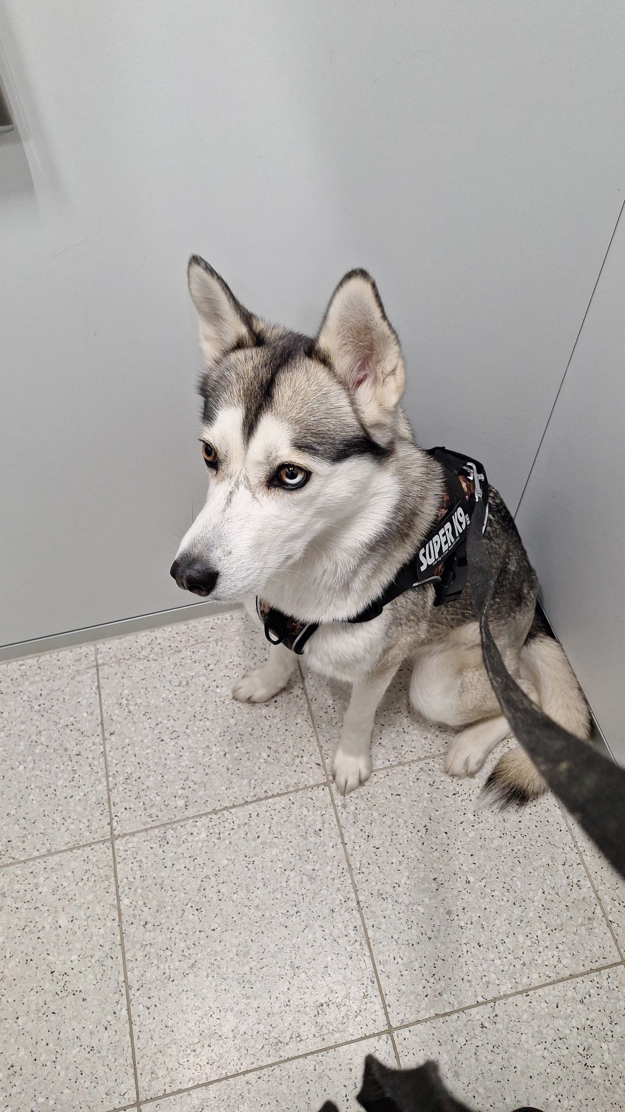 Luna - Wahlackerstrasse, Zollikofen