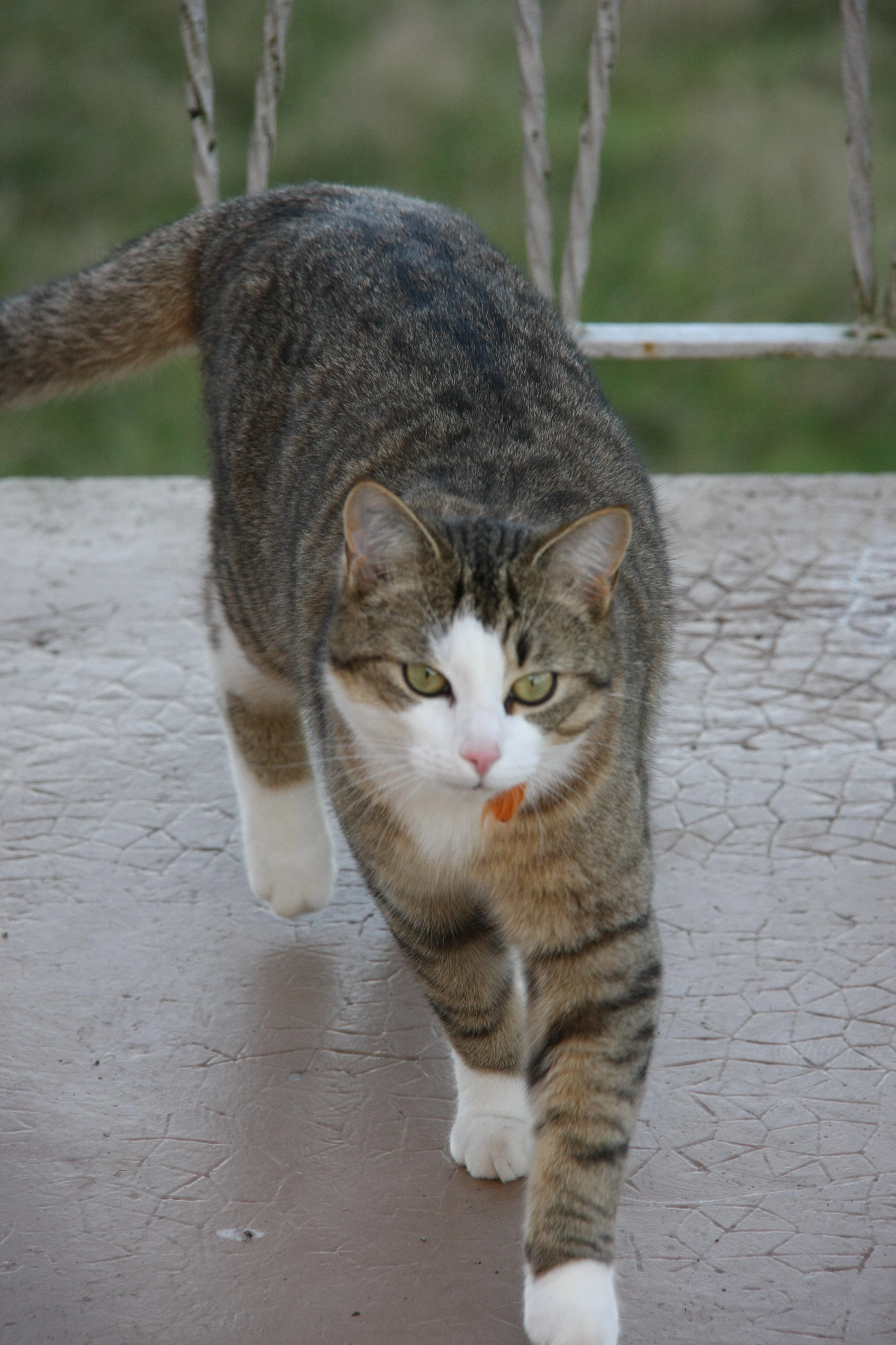 Cosmos - Chemin du Clair de Lune, Pont-Évêque