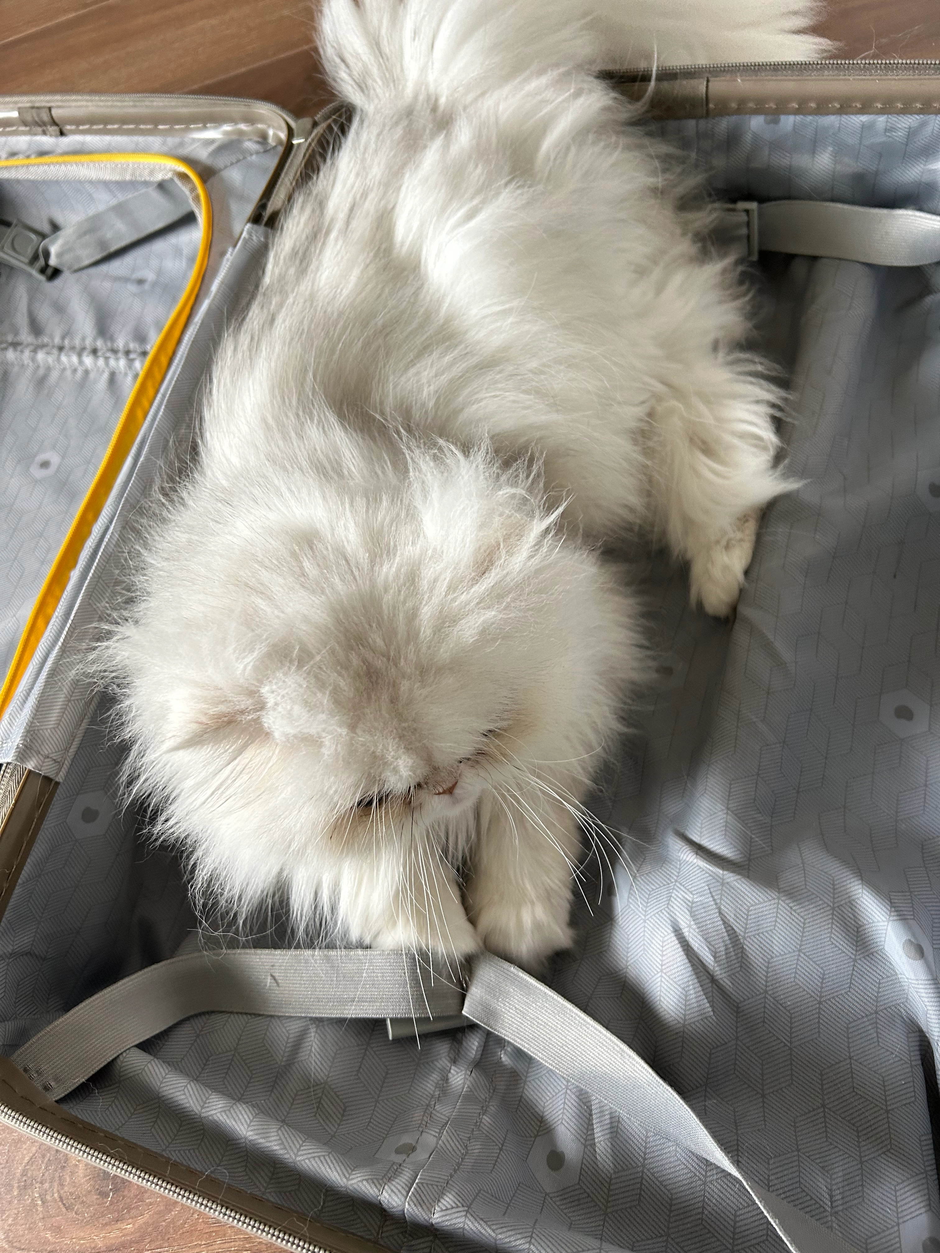 Pardon c’est un chat elle s’appe - 14 Rue du Maréchal de Lattre de Tassigny, Calais