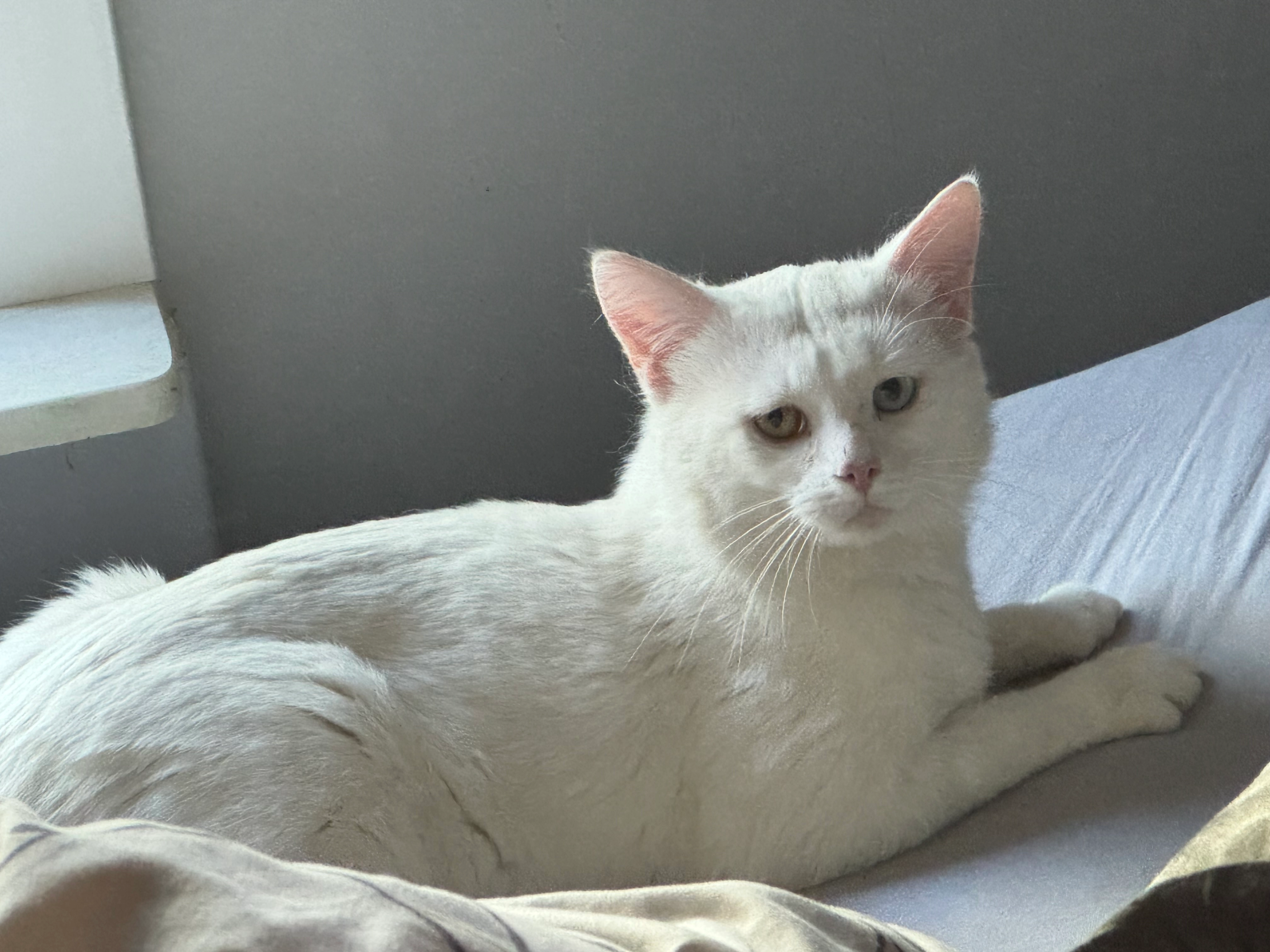 Balu - Kirchenstieg, Grünendeich