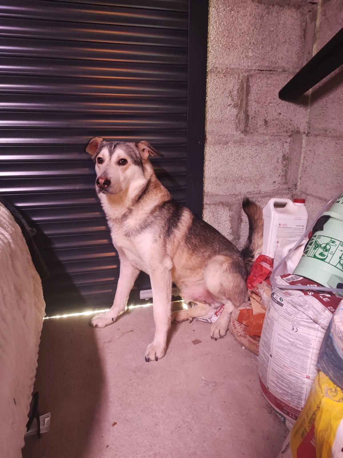 Gaspard - 67 Impasse du Pré du Château, Saint-Thomas-la-Garde