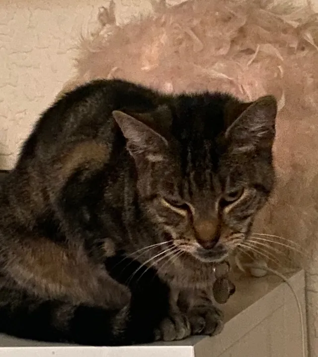 Merlin - LE9 4, Leicester