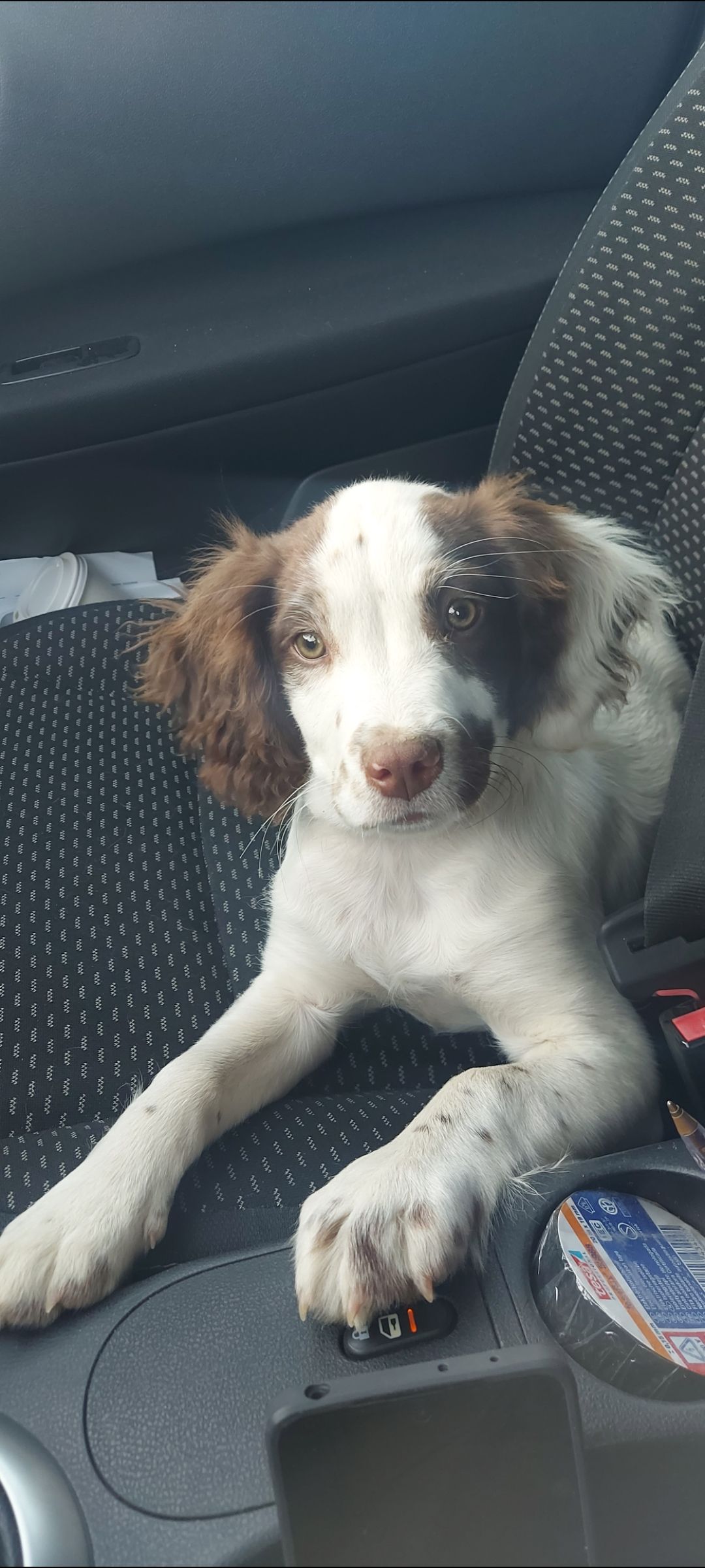 illa - Pd Vinallop (Vinallop), Tortosa