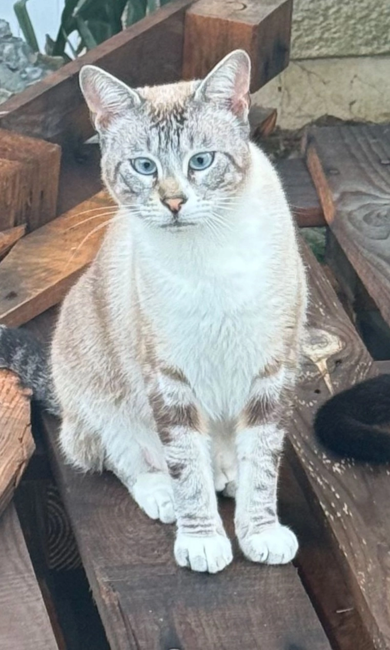 TIDJY - Lotissement Hameau du Collège, Tresses