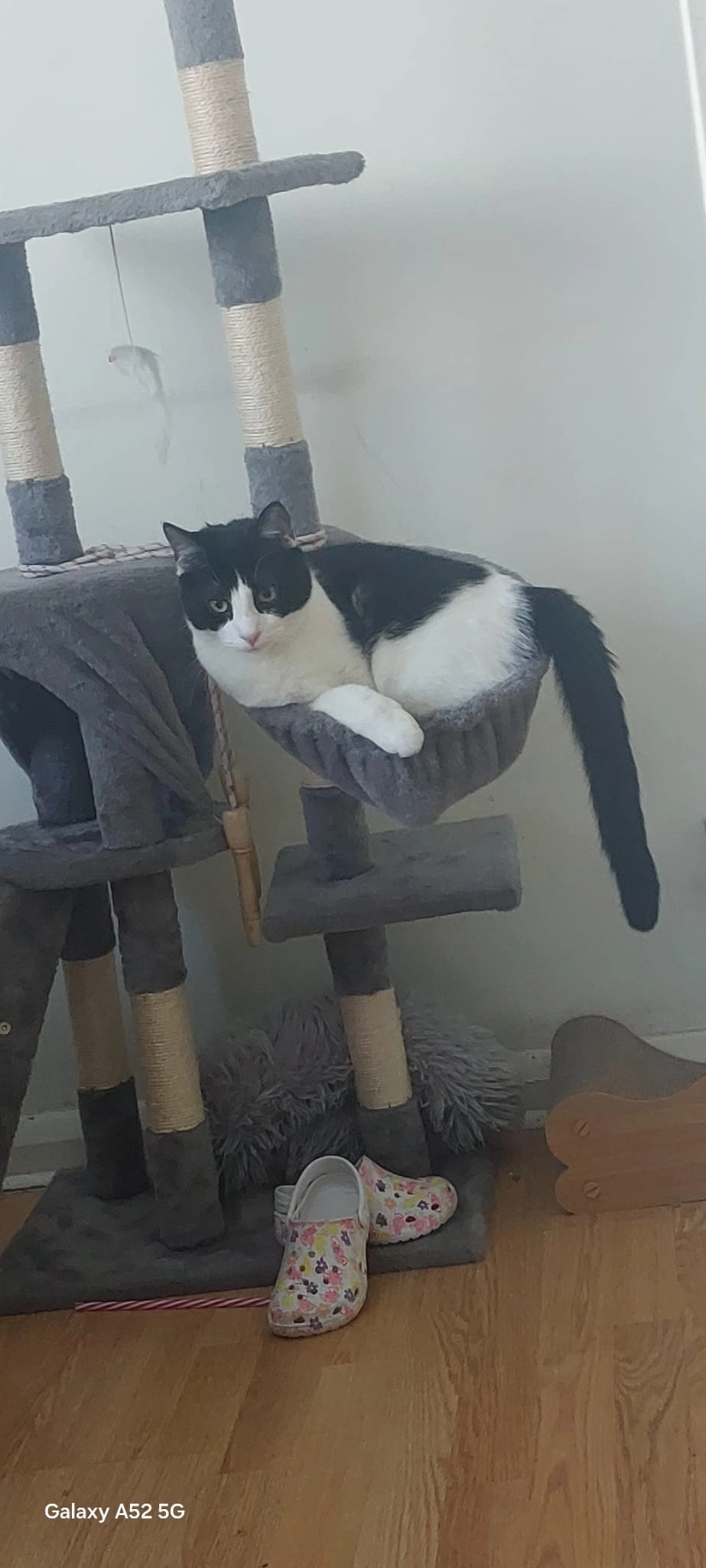 Buddy - Weekes Drive, Chalvey