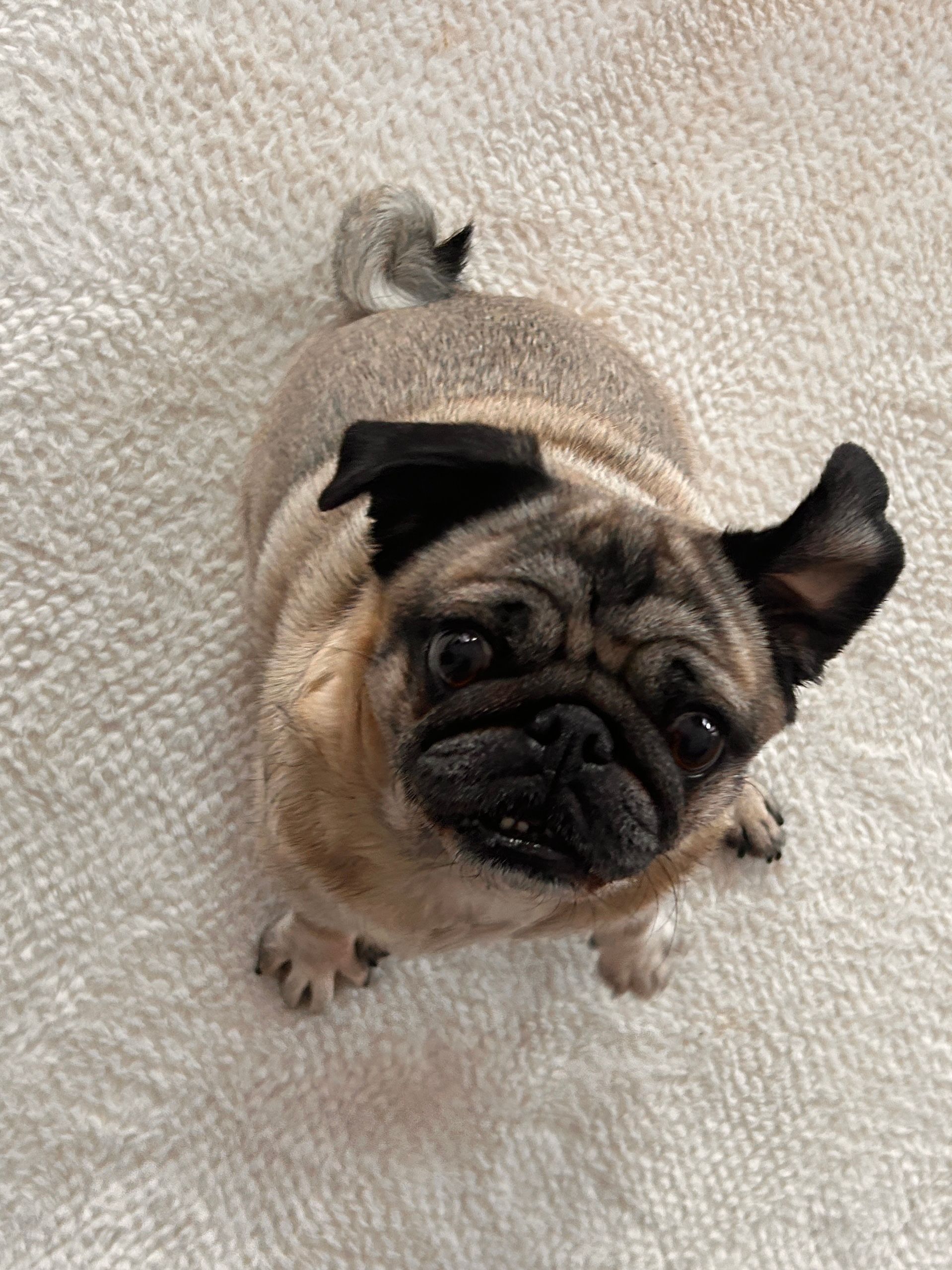 Phoebe - Stiena Ruypers Park, Valkenburg aan de Geul