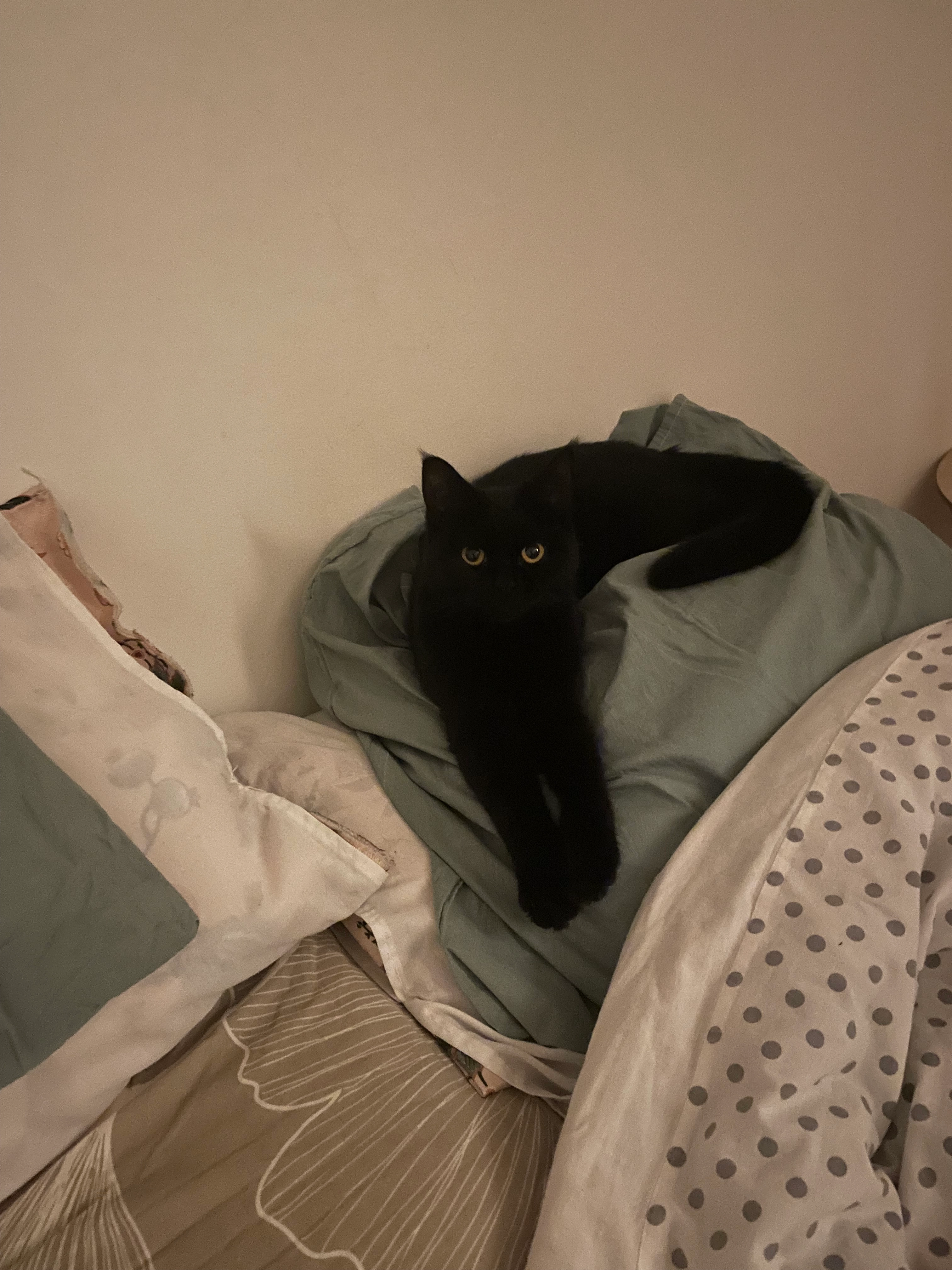 Bella - Chemin de la Souque, Aix-en-Provence