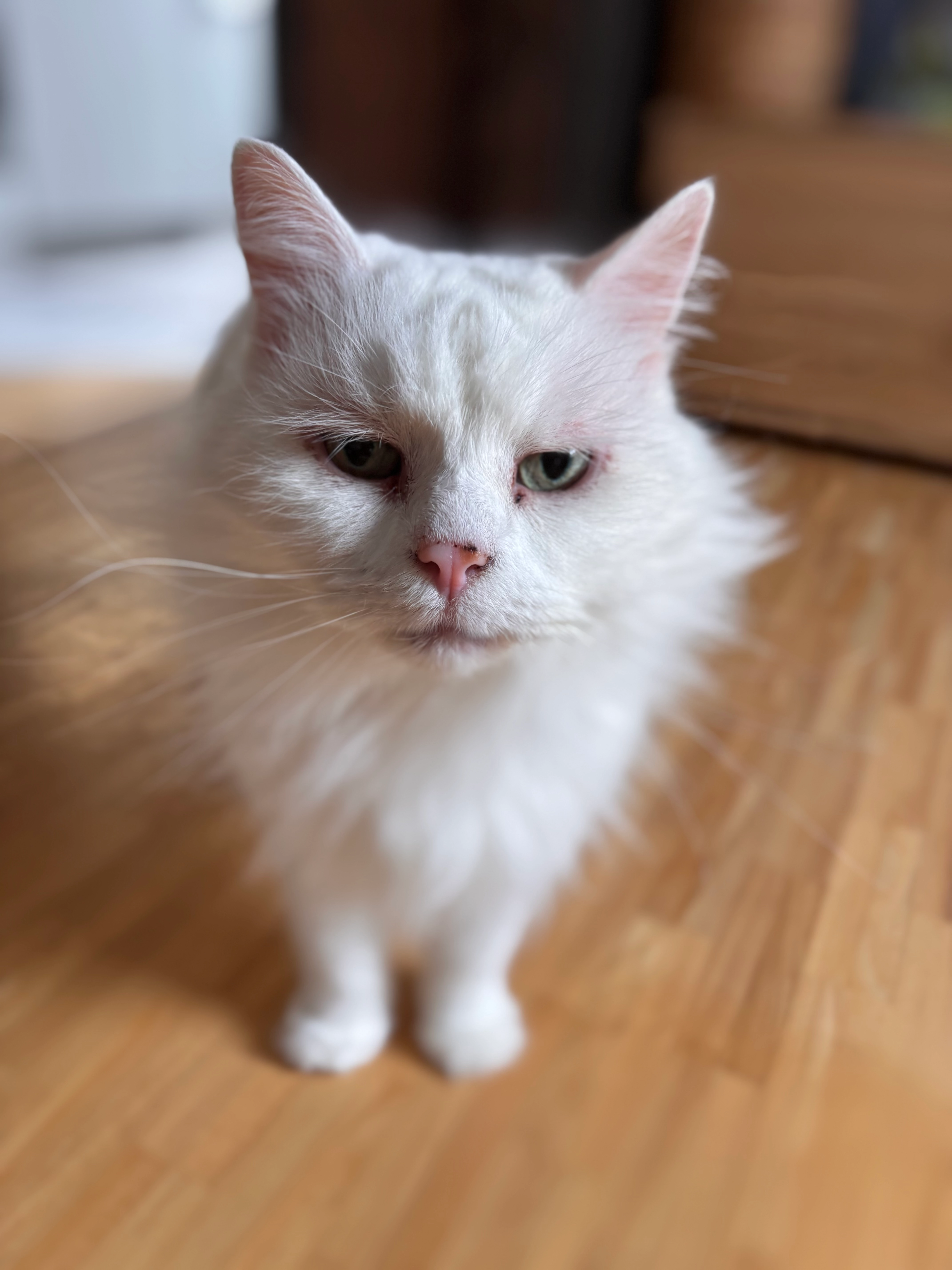 Loona - Buchenweg, Uhldingen-Mühlhofen