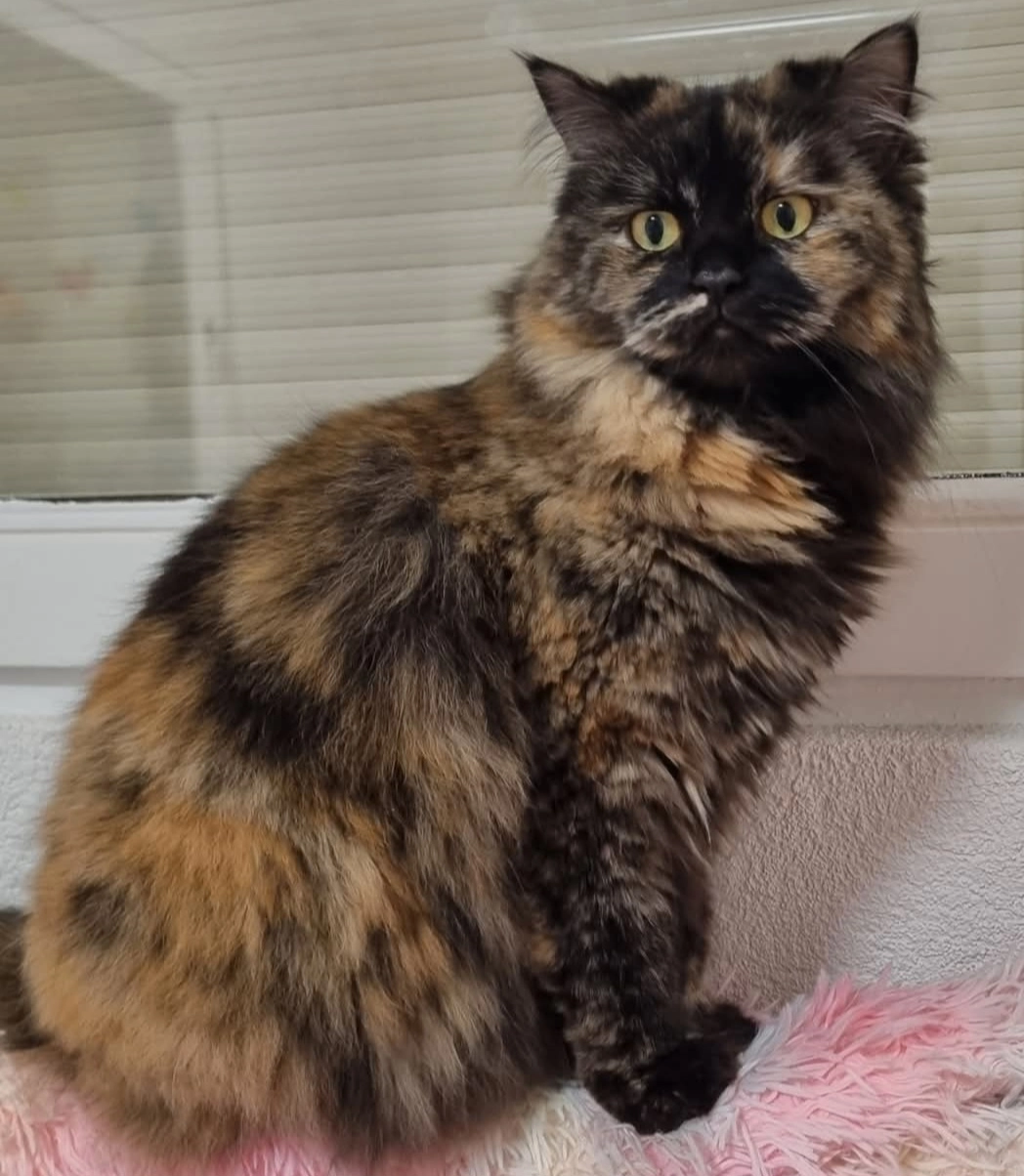 Lisa - Niefenthalerstraße, Schopfheim