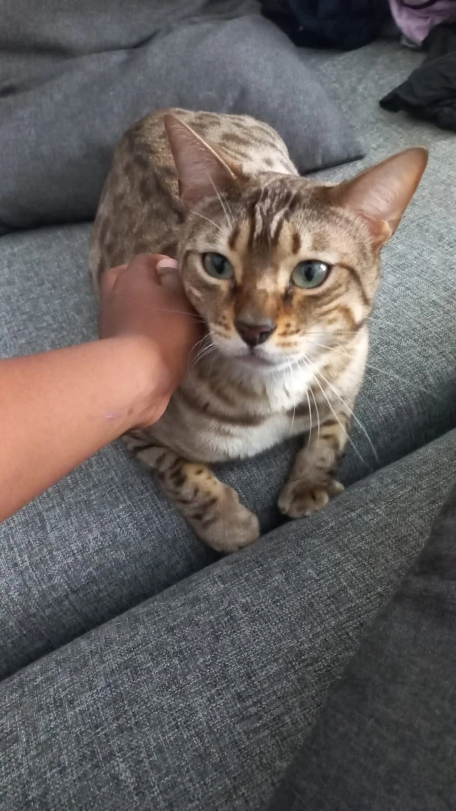 Leny - Rue Salvador Allende, Élancourt