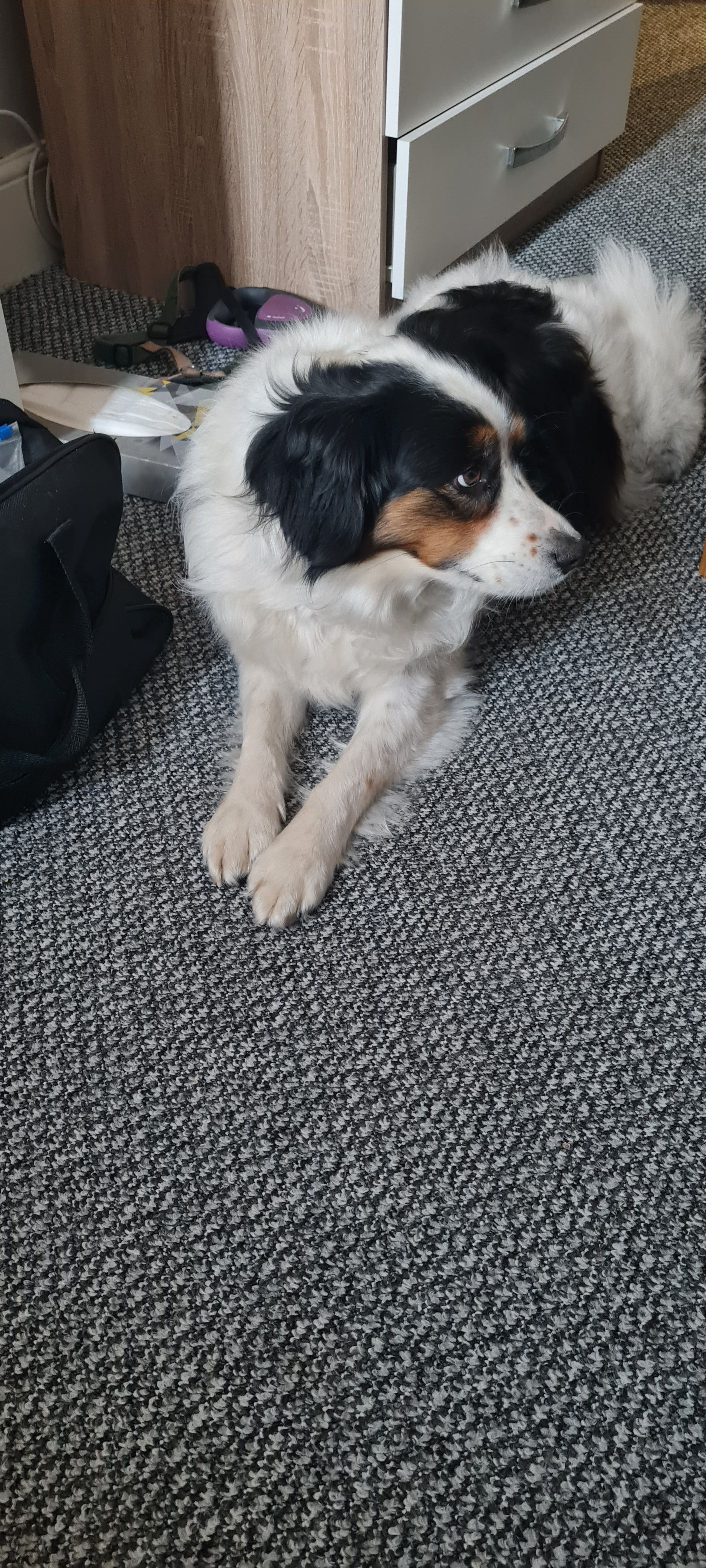 Bella - Brendon Way, Littlehampton