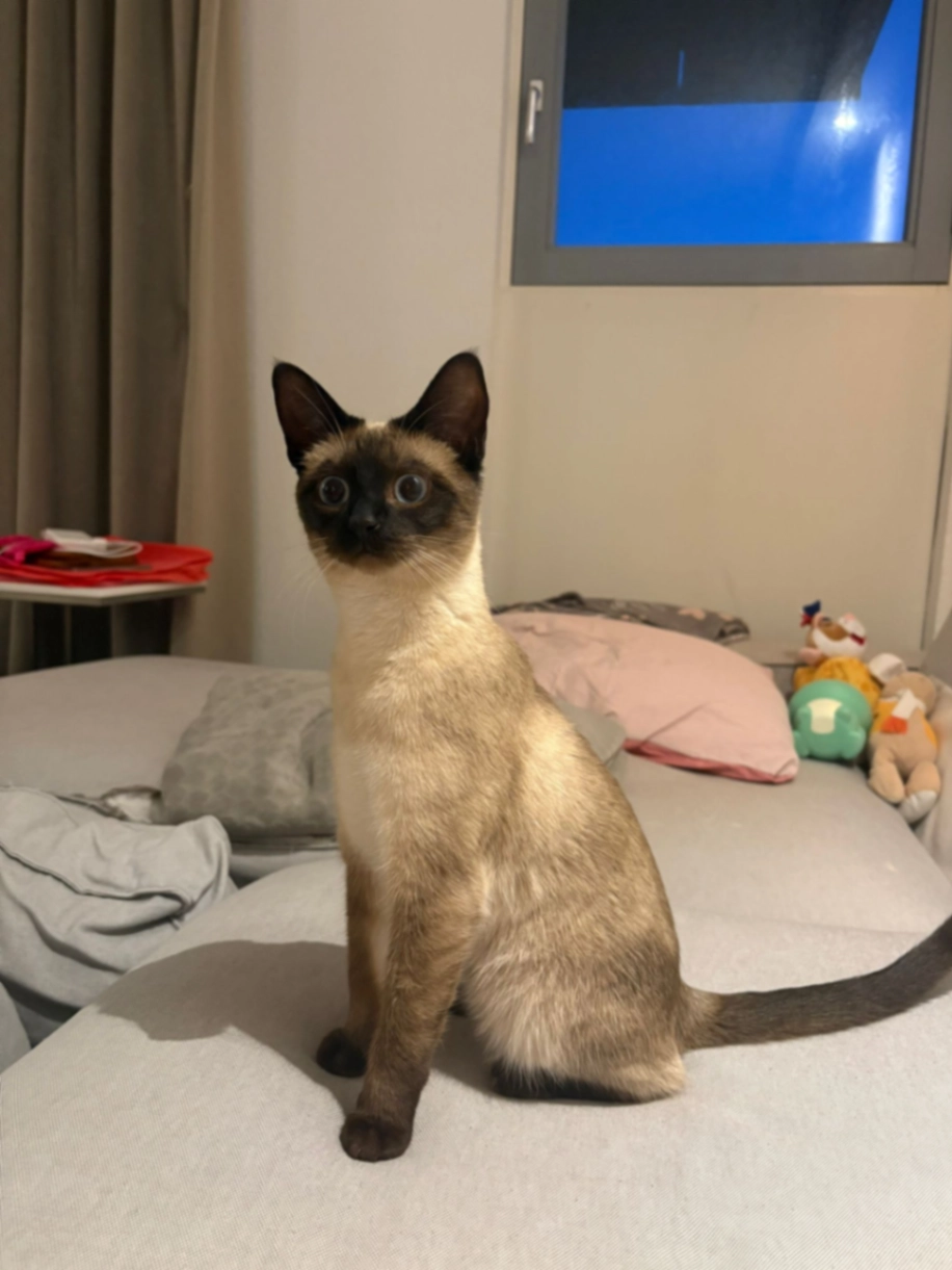 Guusje - Klaas Katerstraat, Amsterdam