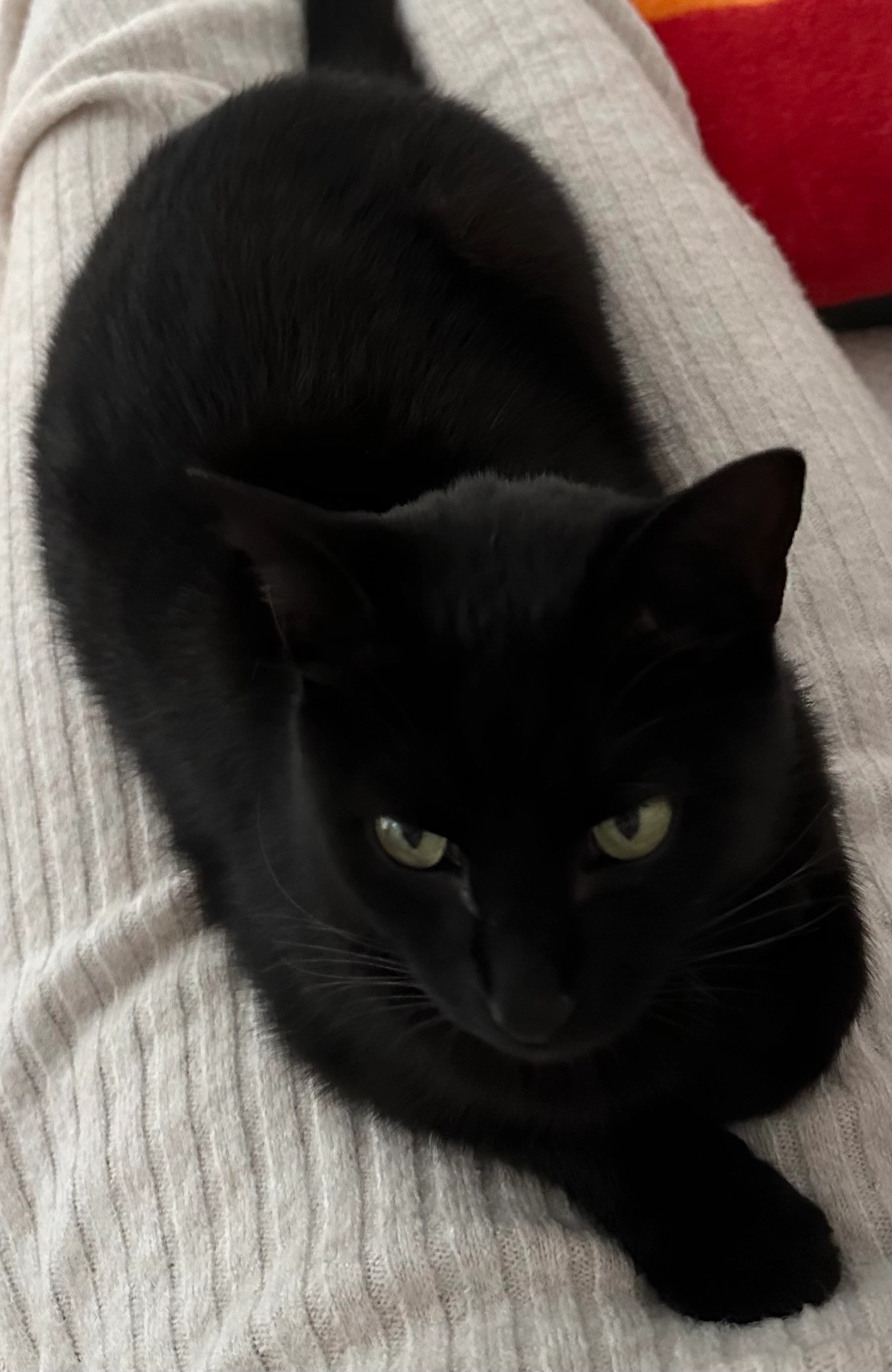 Yakuza  - 62 Rue du Canal, Trévenans