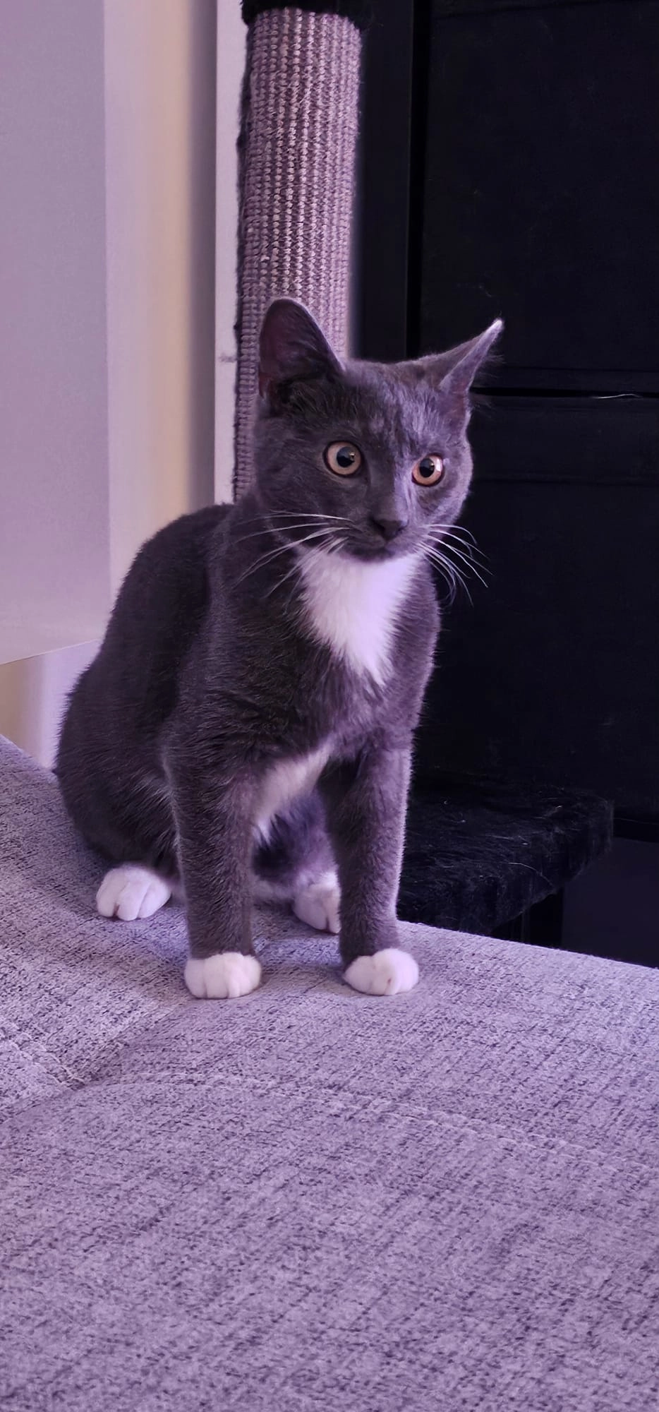 Smokey - Negenhoekstraat, Izegem