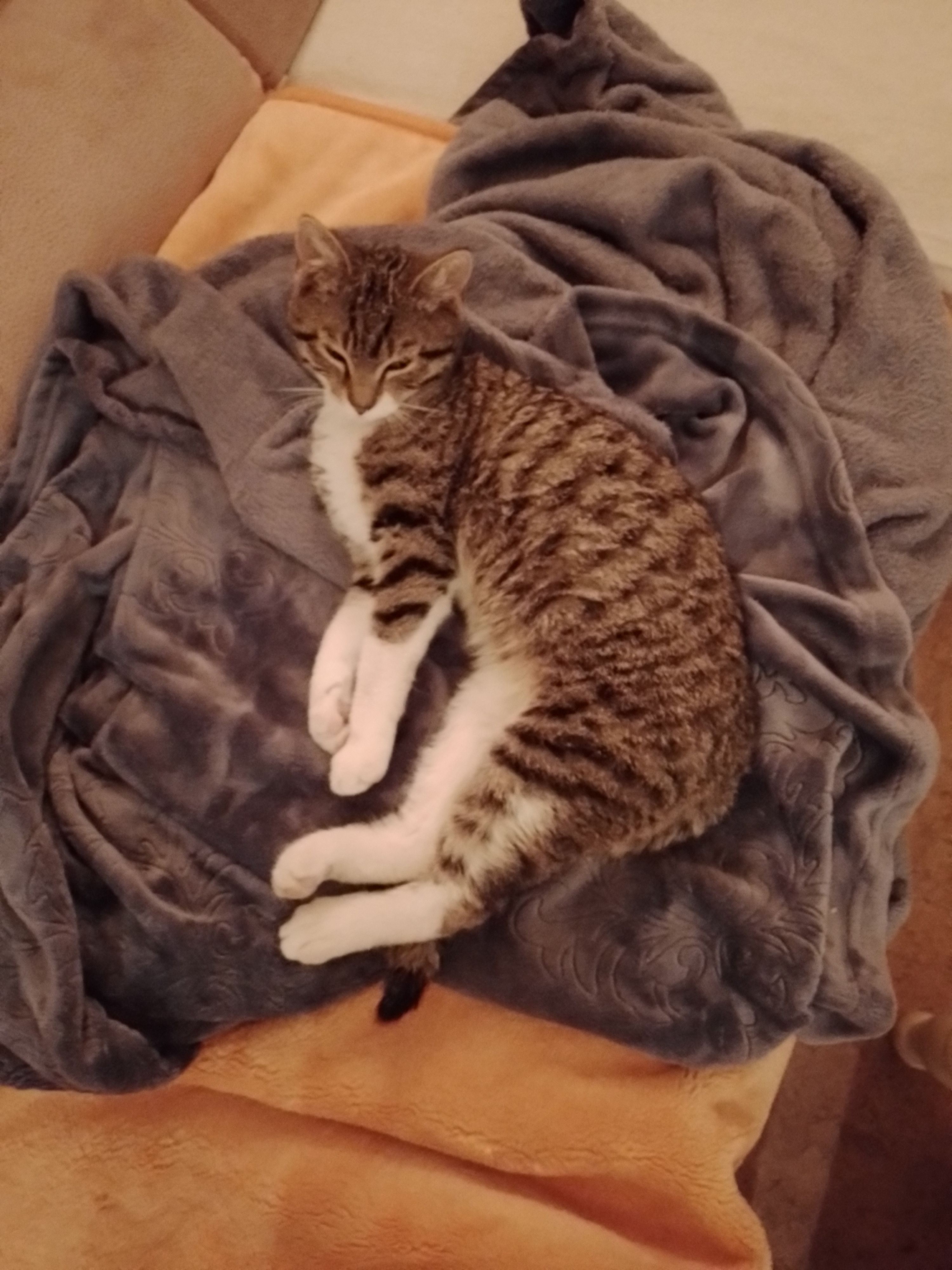 Kitty - Zernitzer Dorfstraße, Zernitz-Lohm