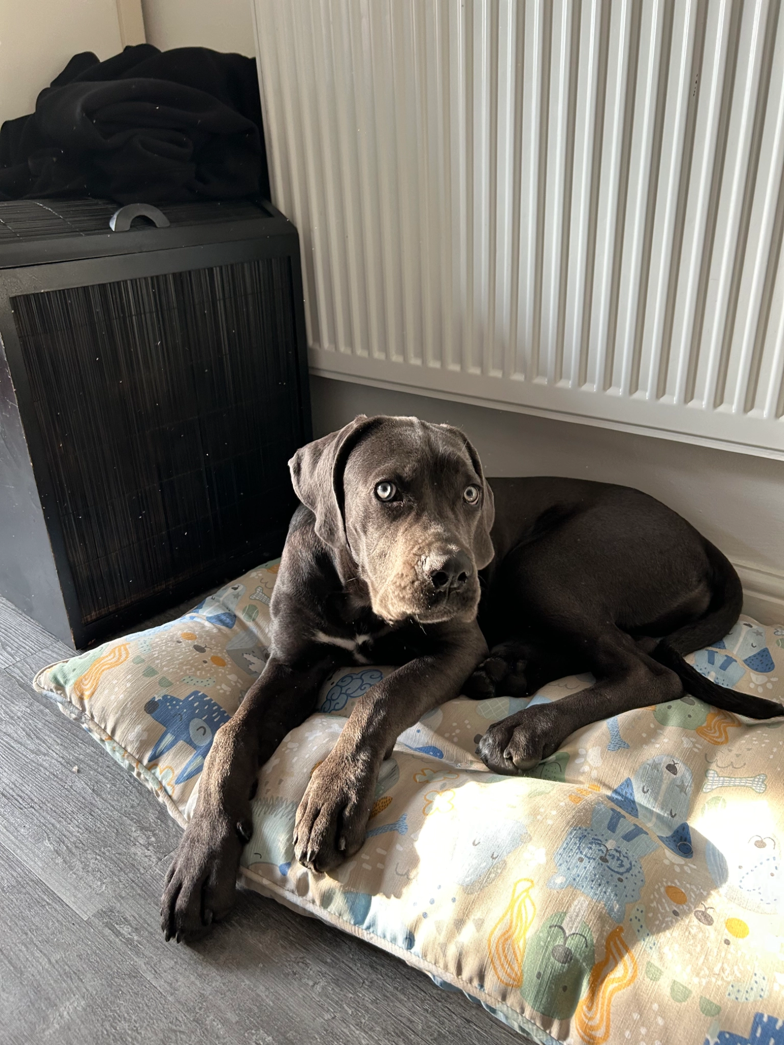 Athena - bul. Tsar Osvoboditel, Varna