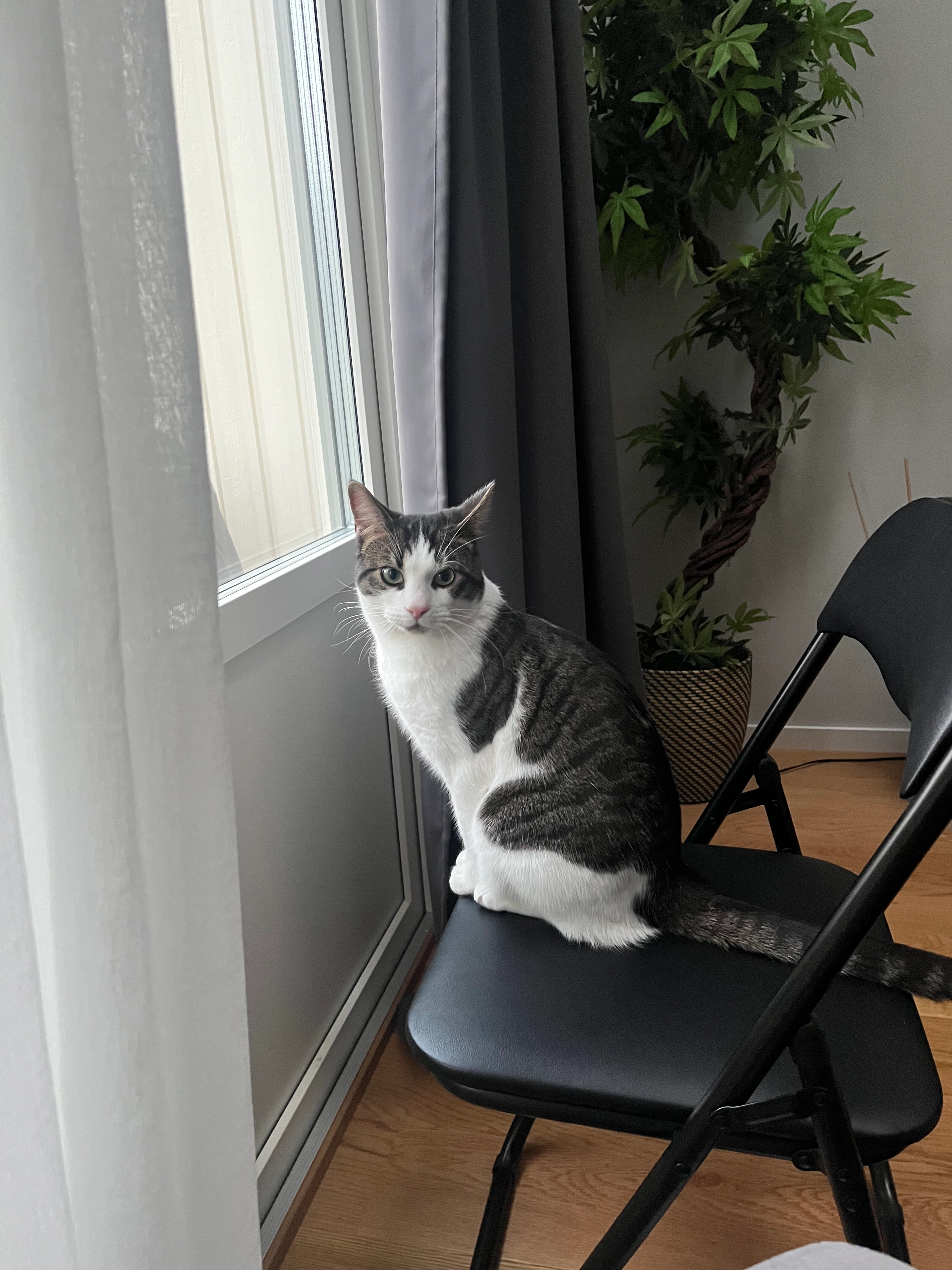 Simba - Ängbackevägen, Kållered