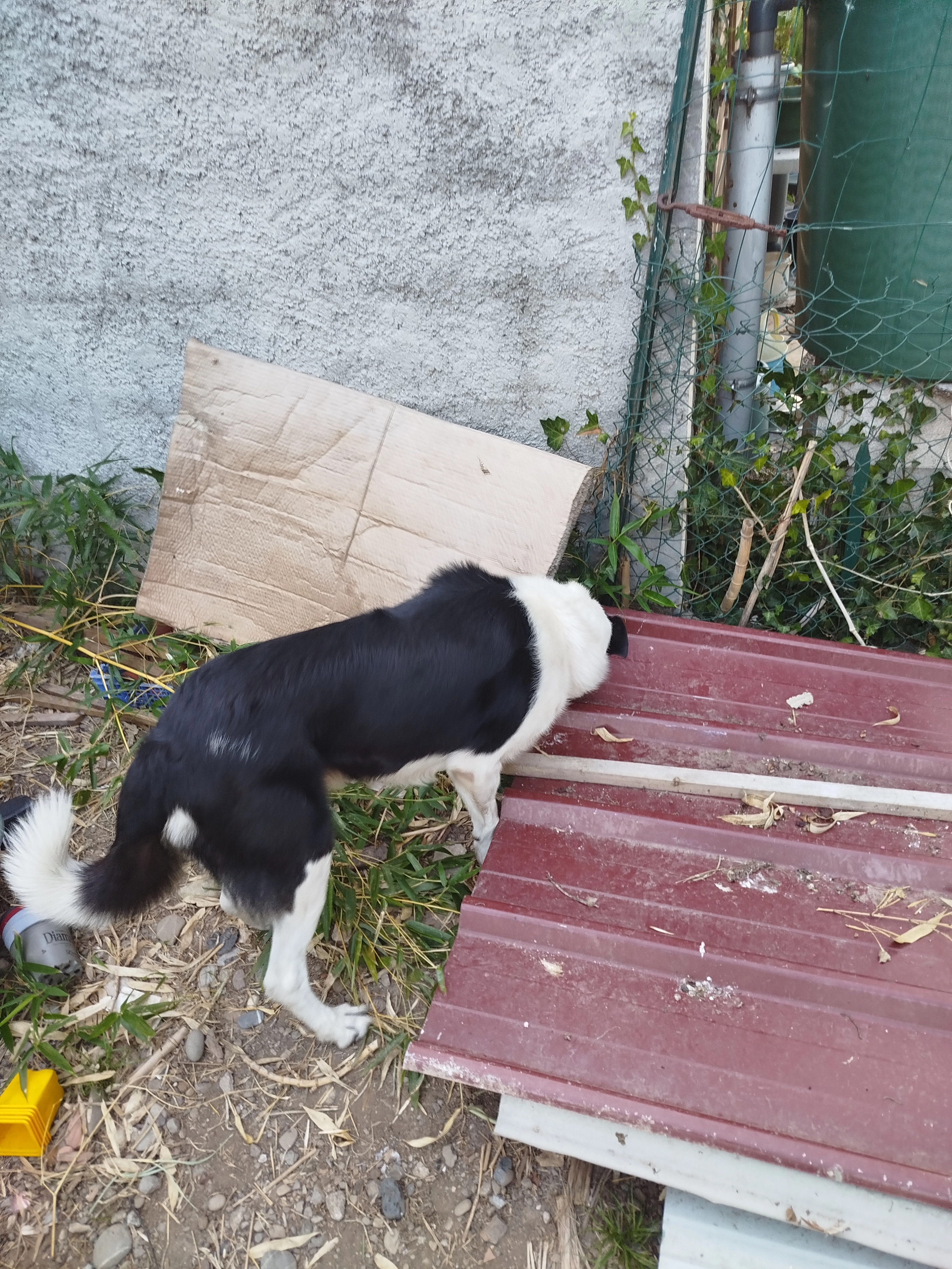 Pattou, se prononce Patiou - Rue de Sègues, Oloron-Sainte-Marie