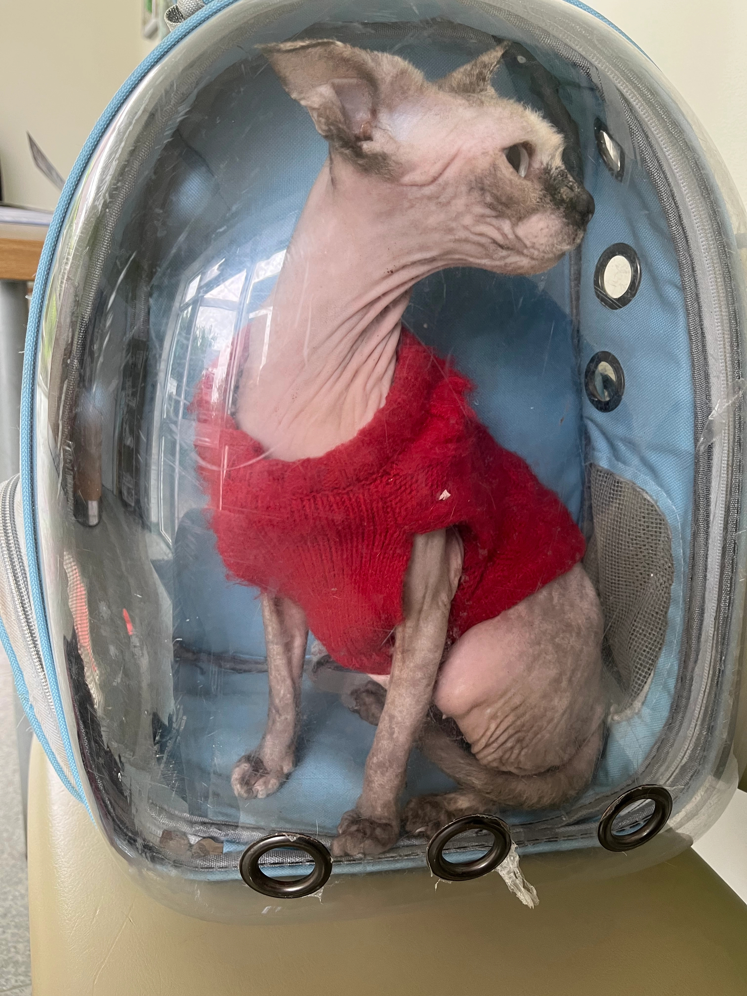 Savannah or Ivy  - 36 Hawkenbury Close, Tunbridge Wells