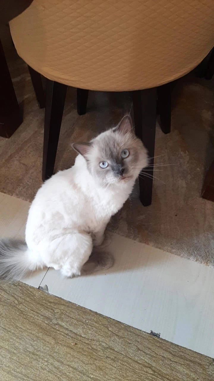 Isa - Central Road, Dwarka