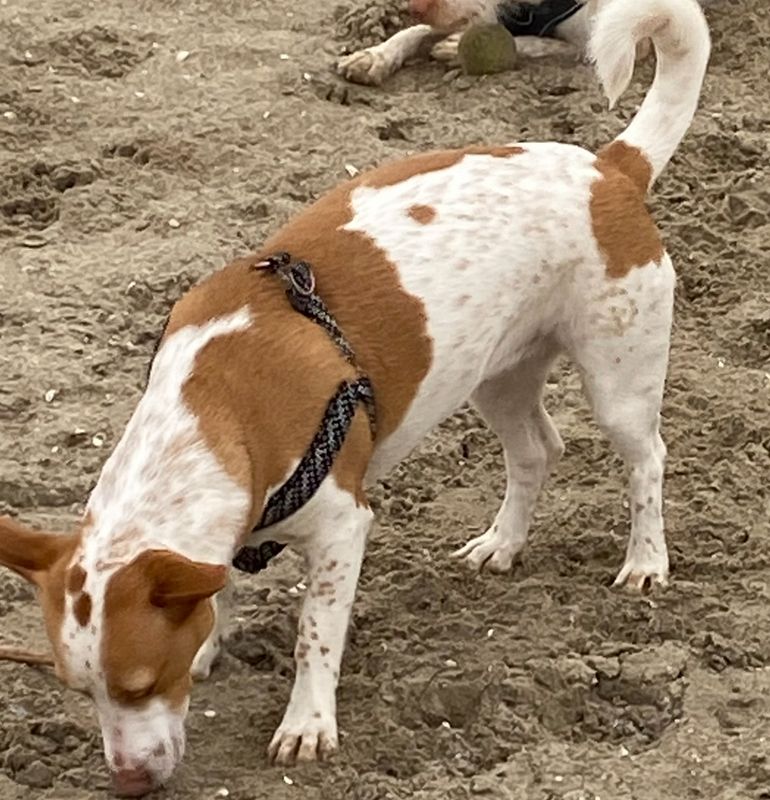 Mika  - Oranjepark, Dordrecht