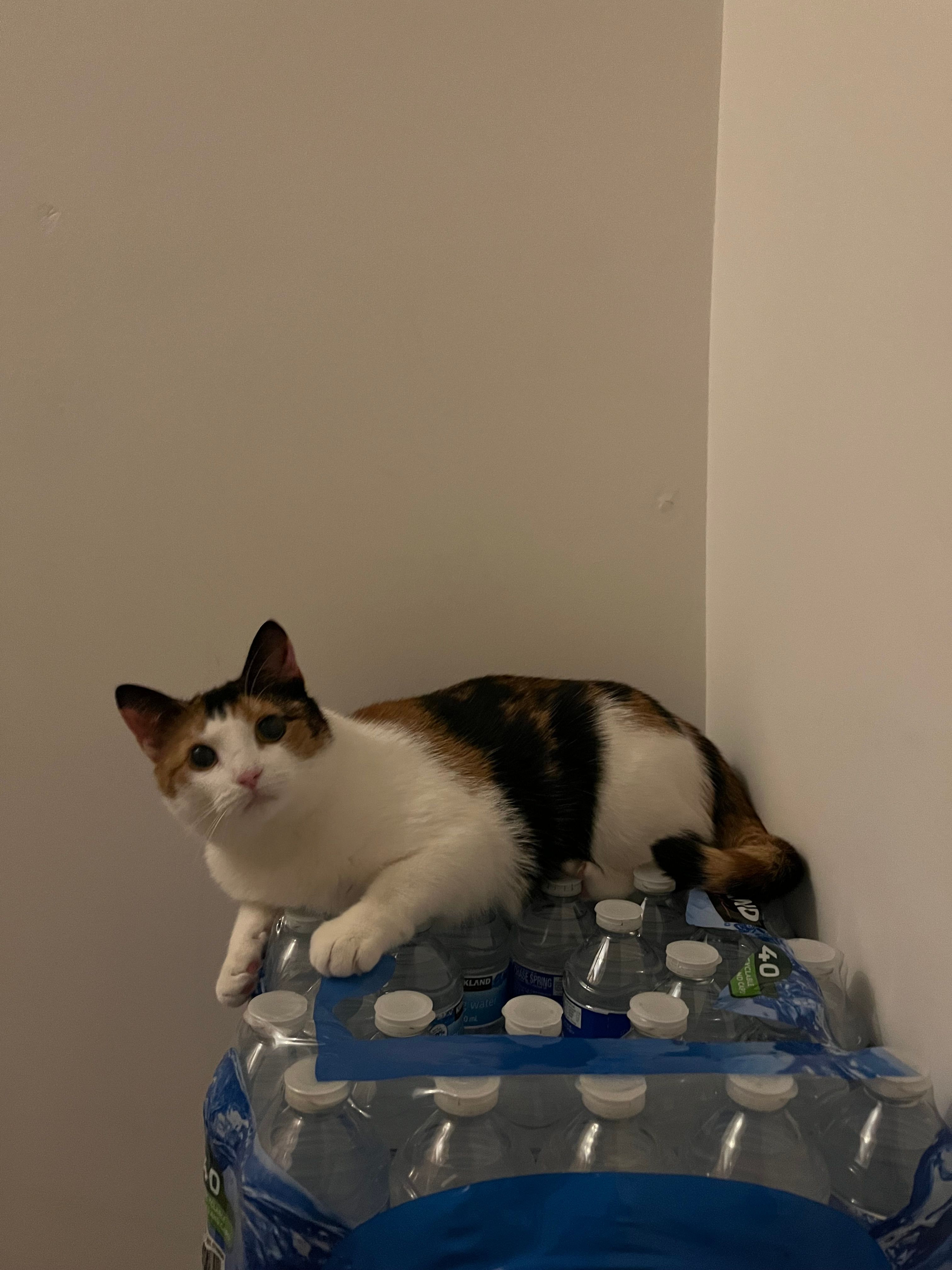 moochi  - LE4 3, Leicester