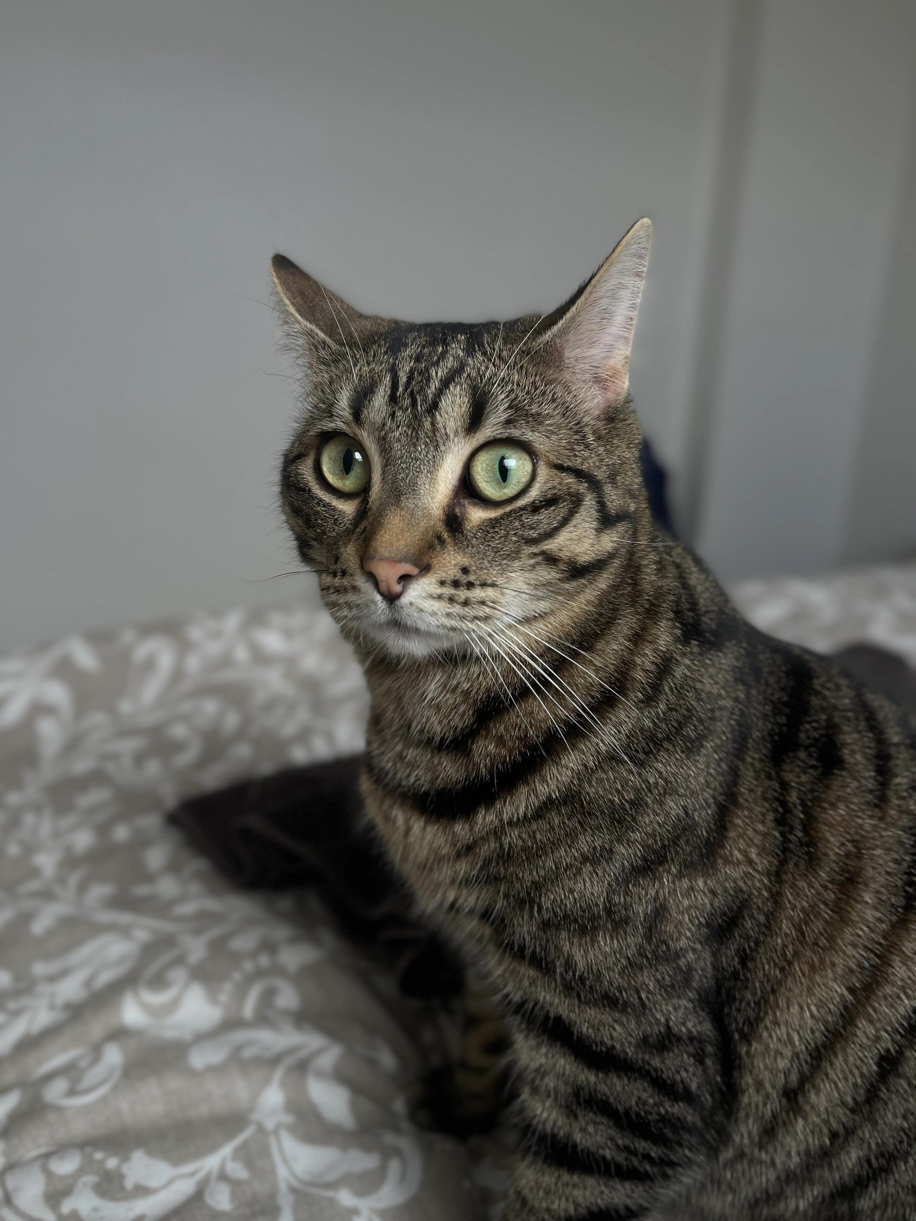 Tigrou - Rue Oswald Ponette, Renaix