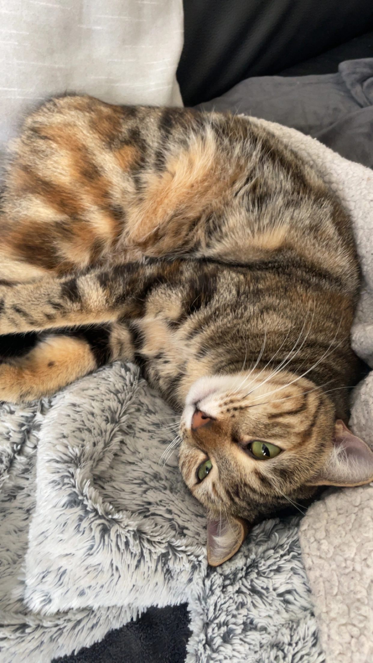 Pumkin - Avenue Paul Bourret, Salon-de-Provence