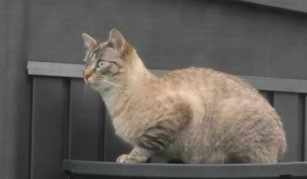 WIFI - Impasse du Petit Chose, Castanet-Tolosan